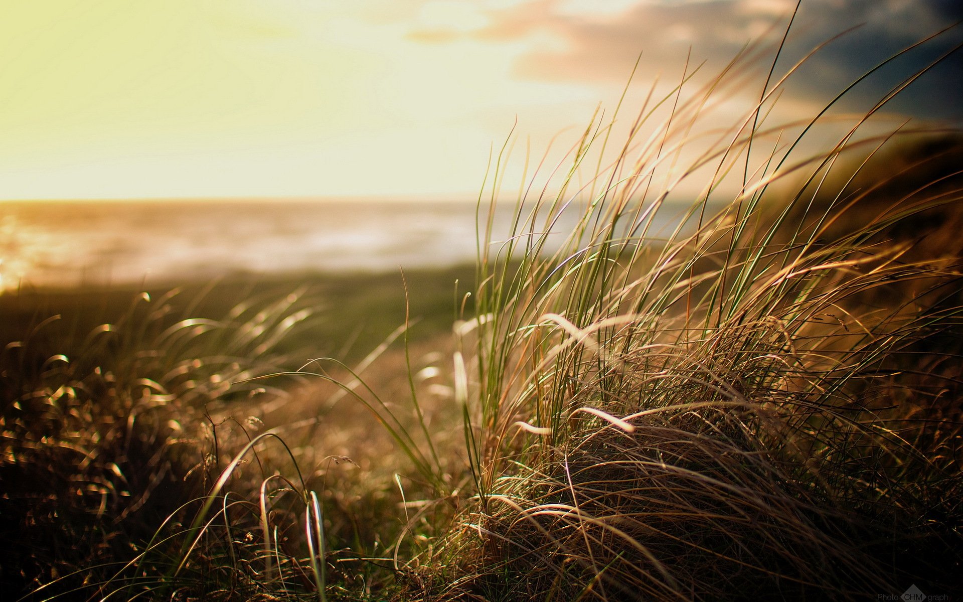 пляж трава природа