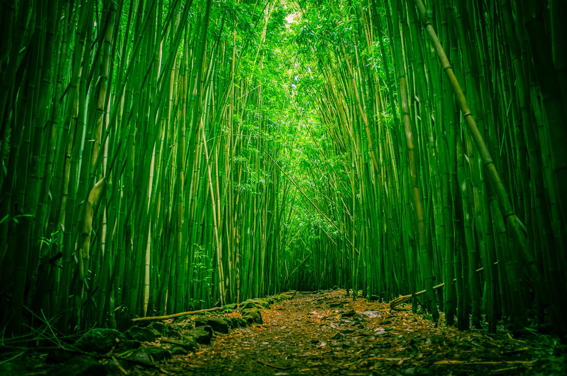 лес бамбуковый просека национальный парк халеакала мауи гавайи