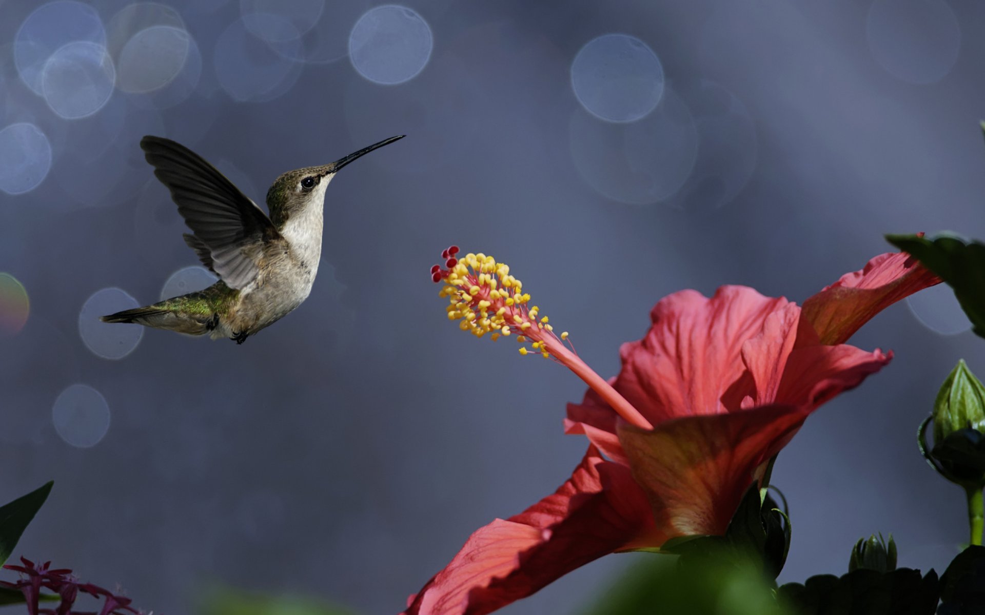 природа птицы птичка колибри цветок гибискус боке
