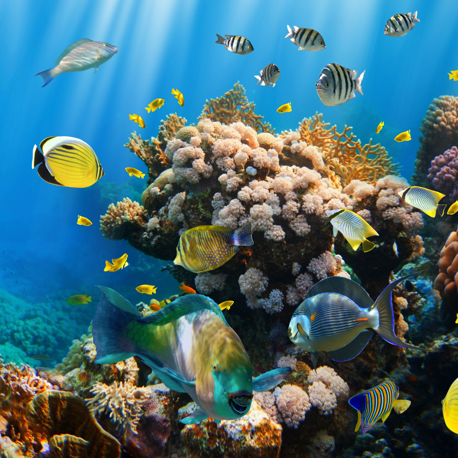 Coral Reefs, Micronesia без смс