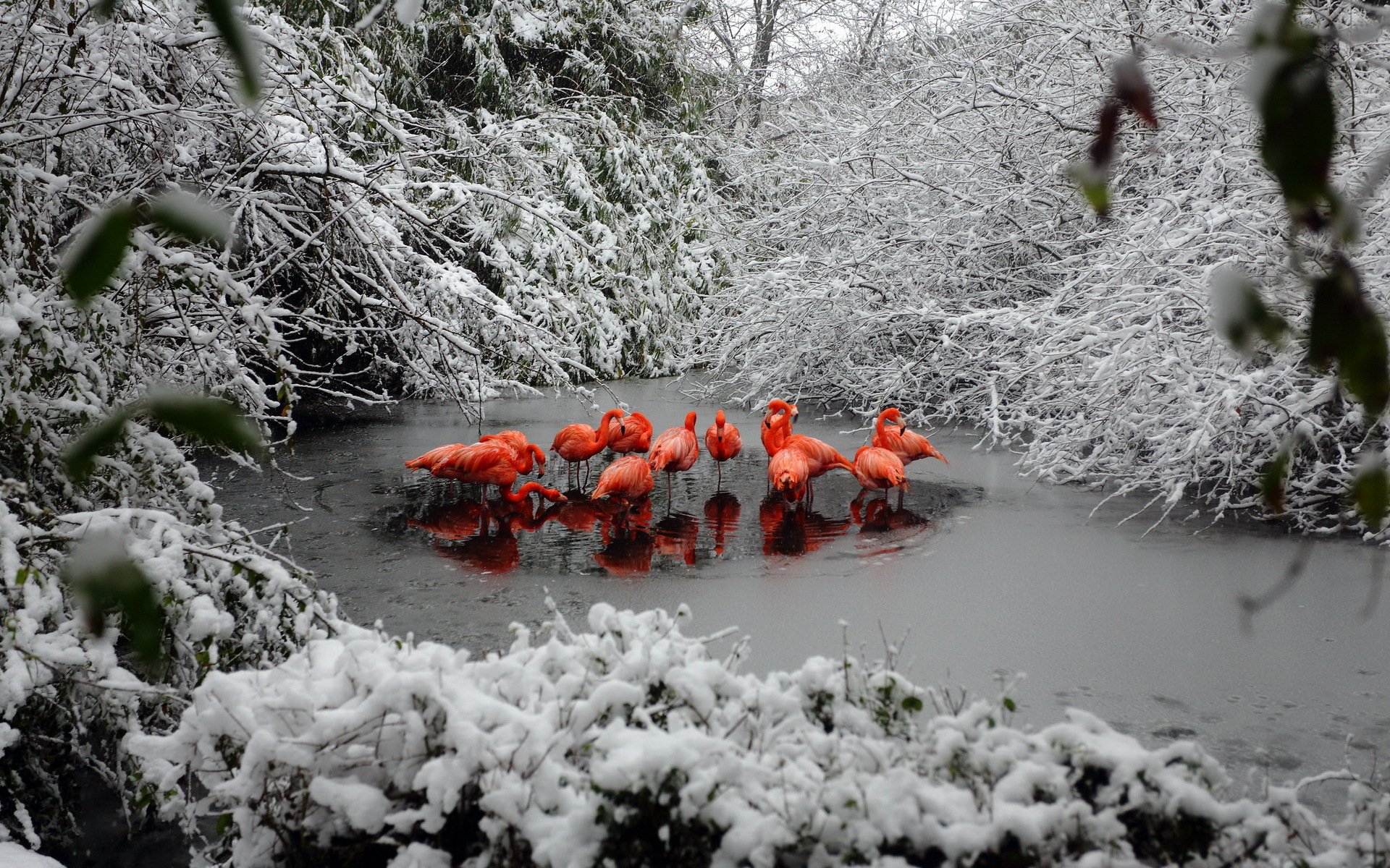 фламинго зима лес снег озеро