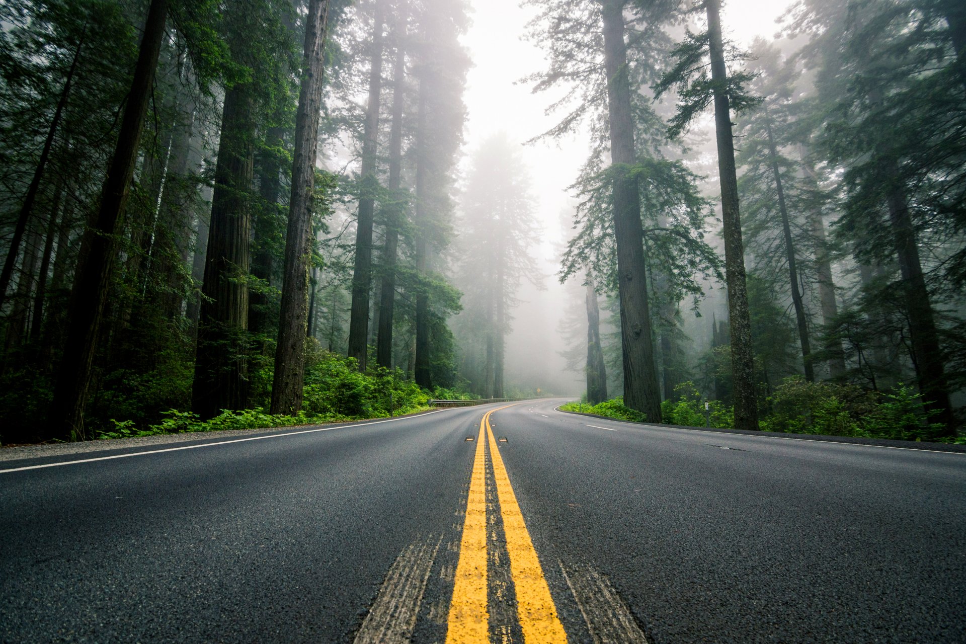 Дорога сквозь лес