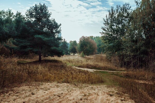 Железная дорога в лесу фото