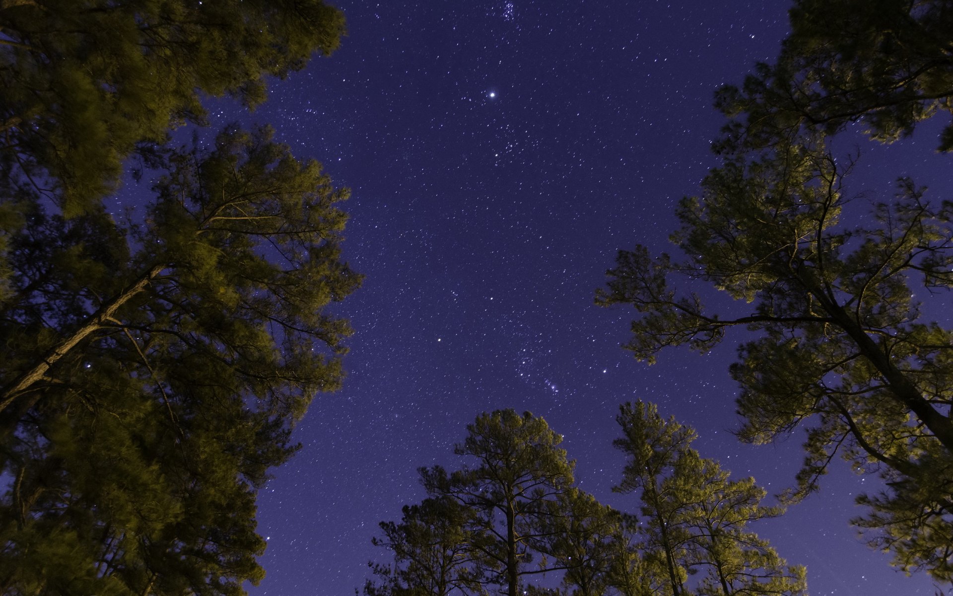 ночь деревья небо звезды