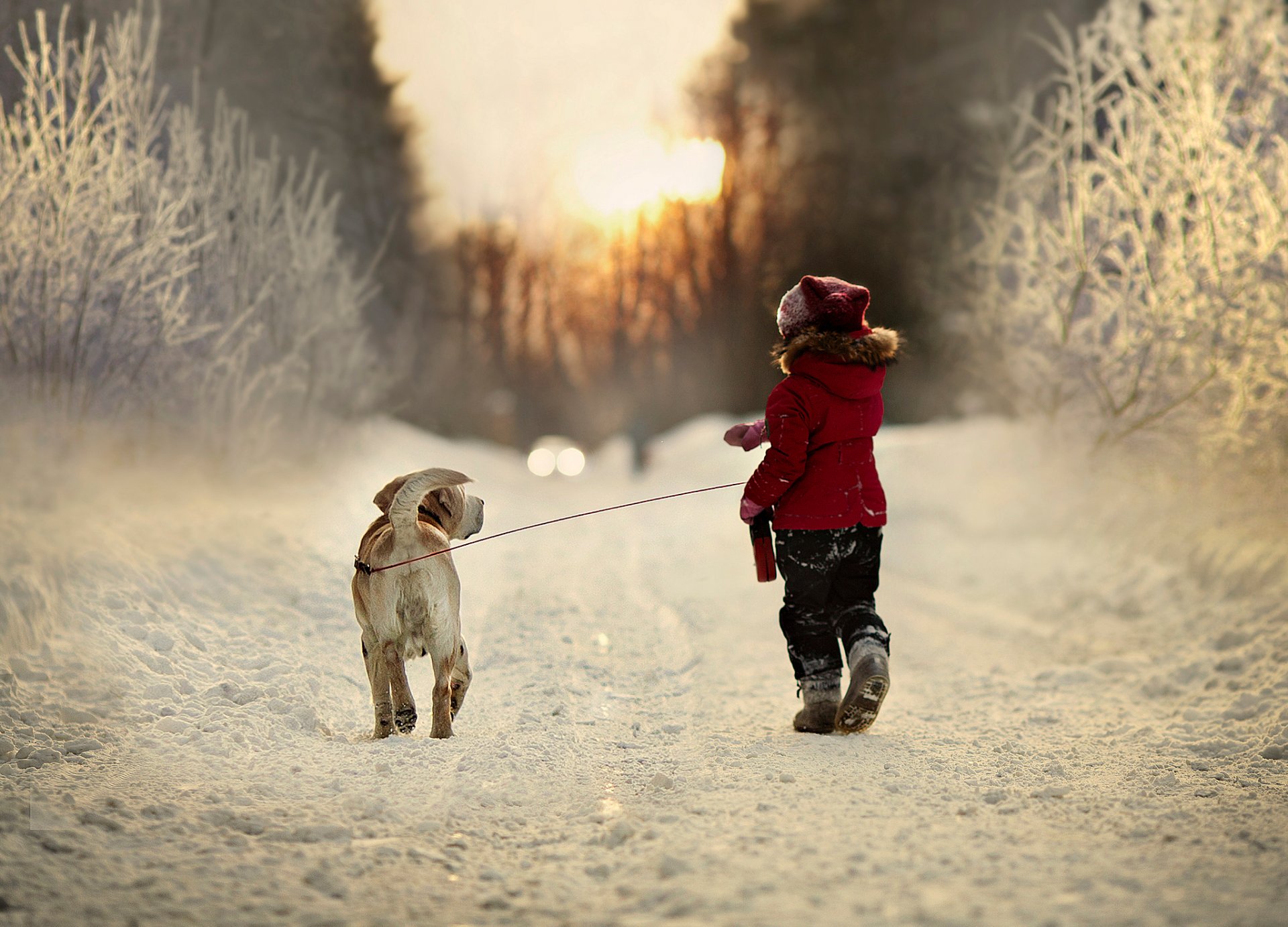 природа зима снег дорога ребенок собака деревья