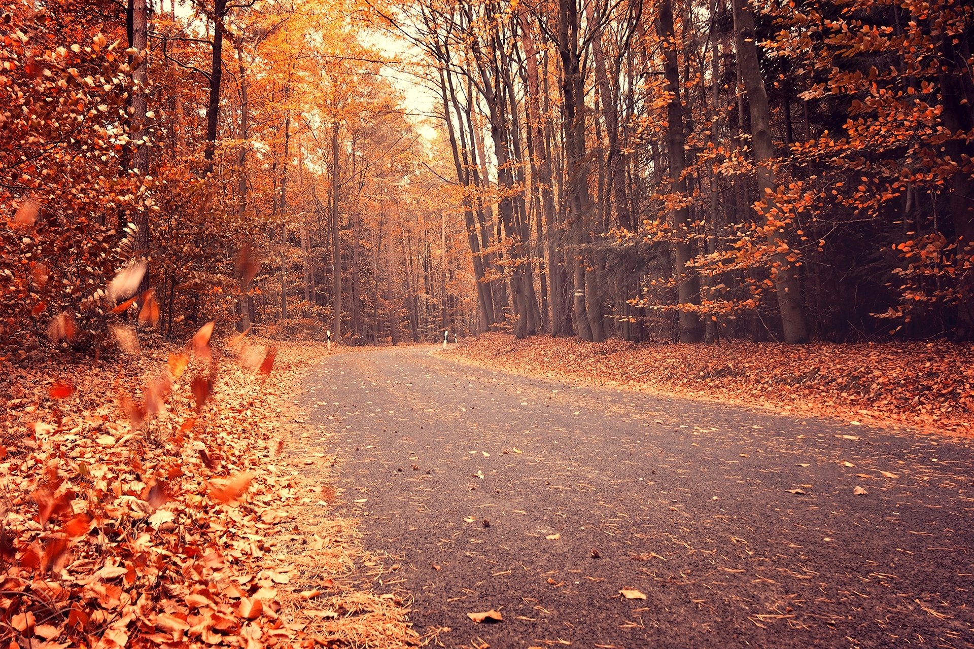 Дорога в лесу засыпанная листьями без смс