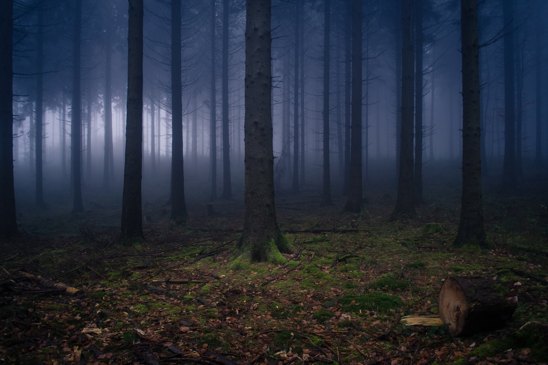 германия вильгельмсфельд природа лес дымка