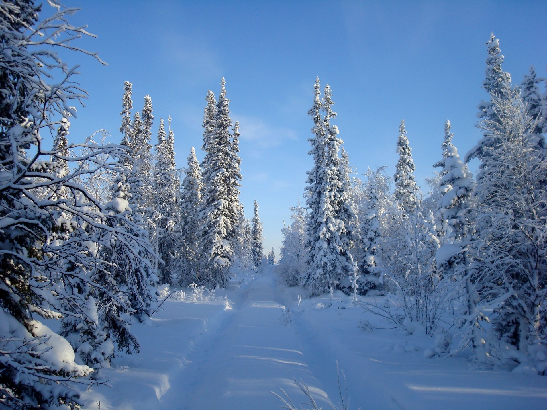 зима снег небо деревья дорога лес