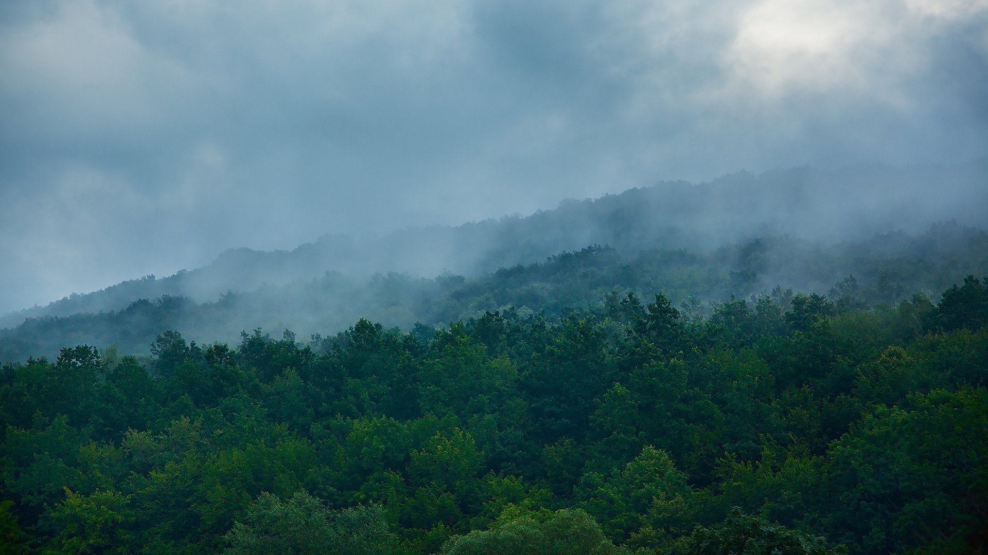 природа деревья лес туман зелень зеленый украина горы дымка склон холм холмы облака синий туманный гора утро утром