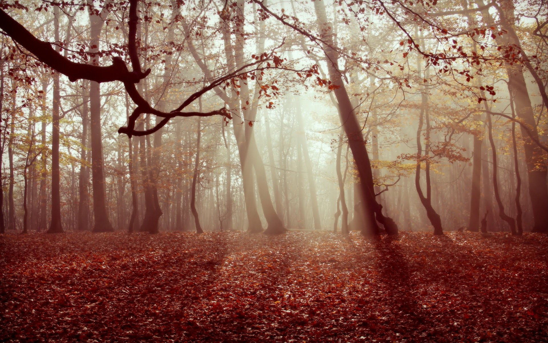 осень лес туман листья природа