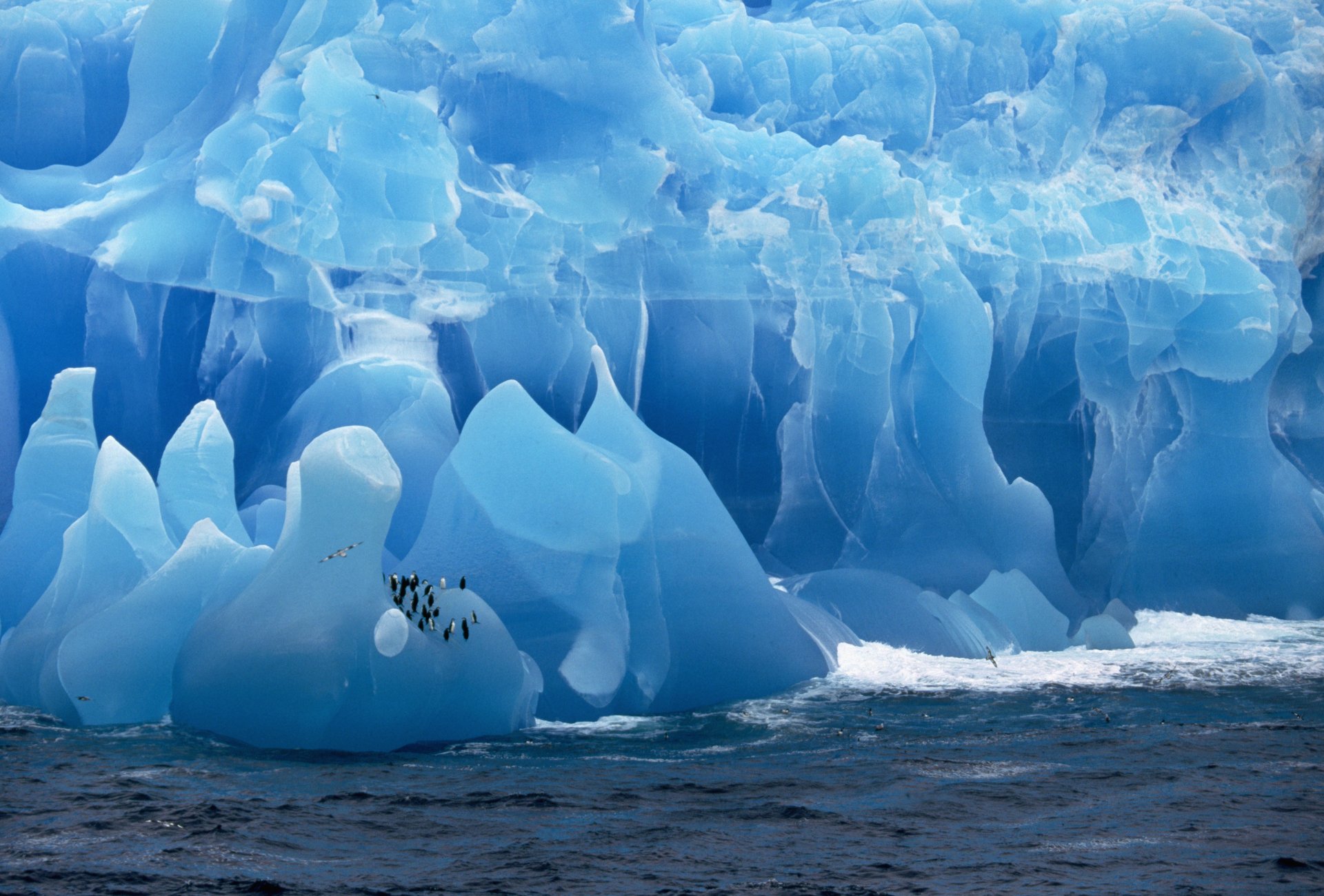 пингвины ледник море лед
