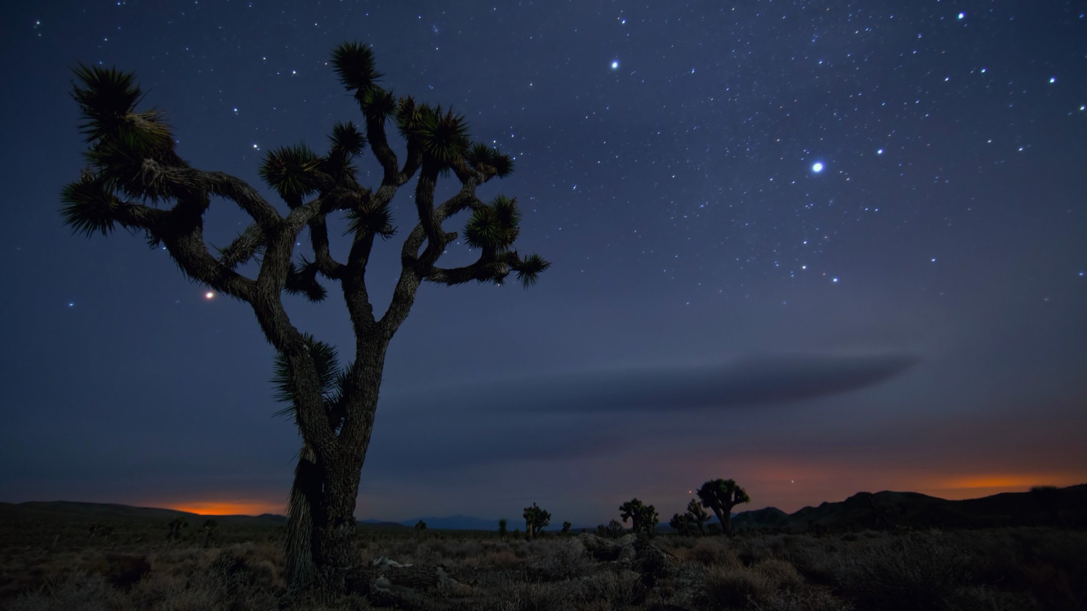 joshua tree national park калифорния пустыня песок дерево мексика сша ночь