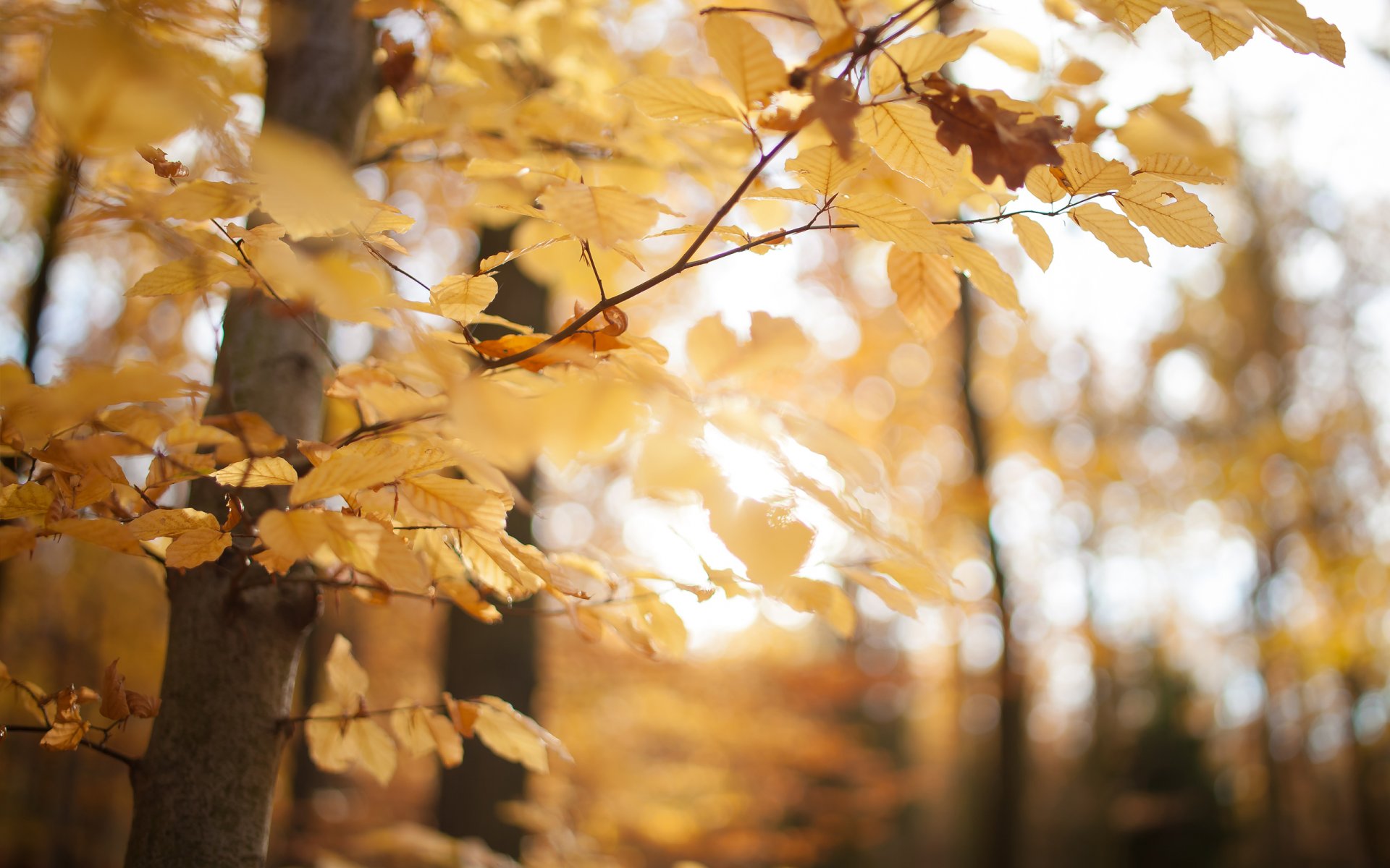 осень лес парк желтый листья деревья макро природа