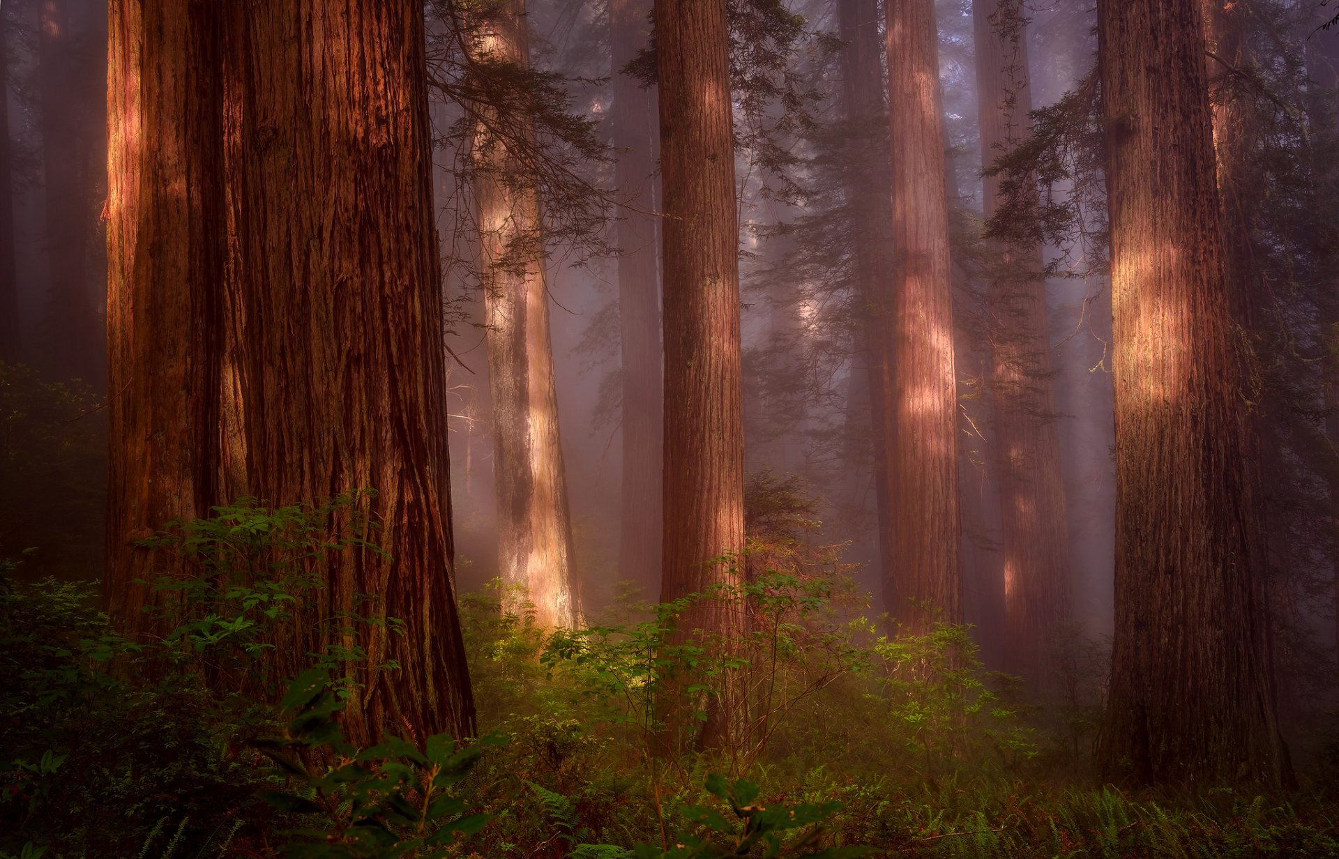 Redwood - обои.