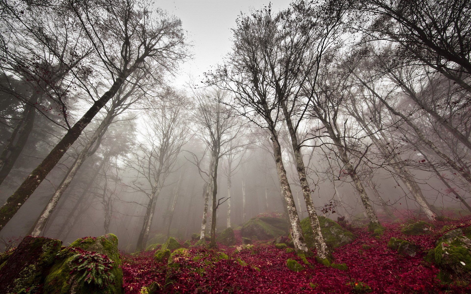 лес туман осень природа