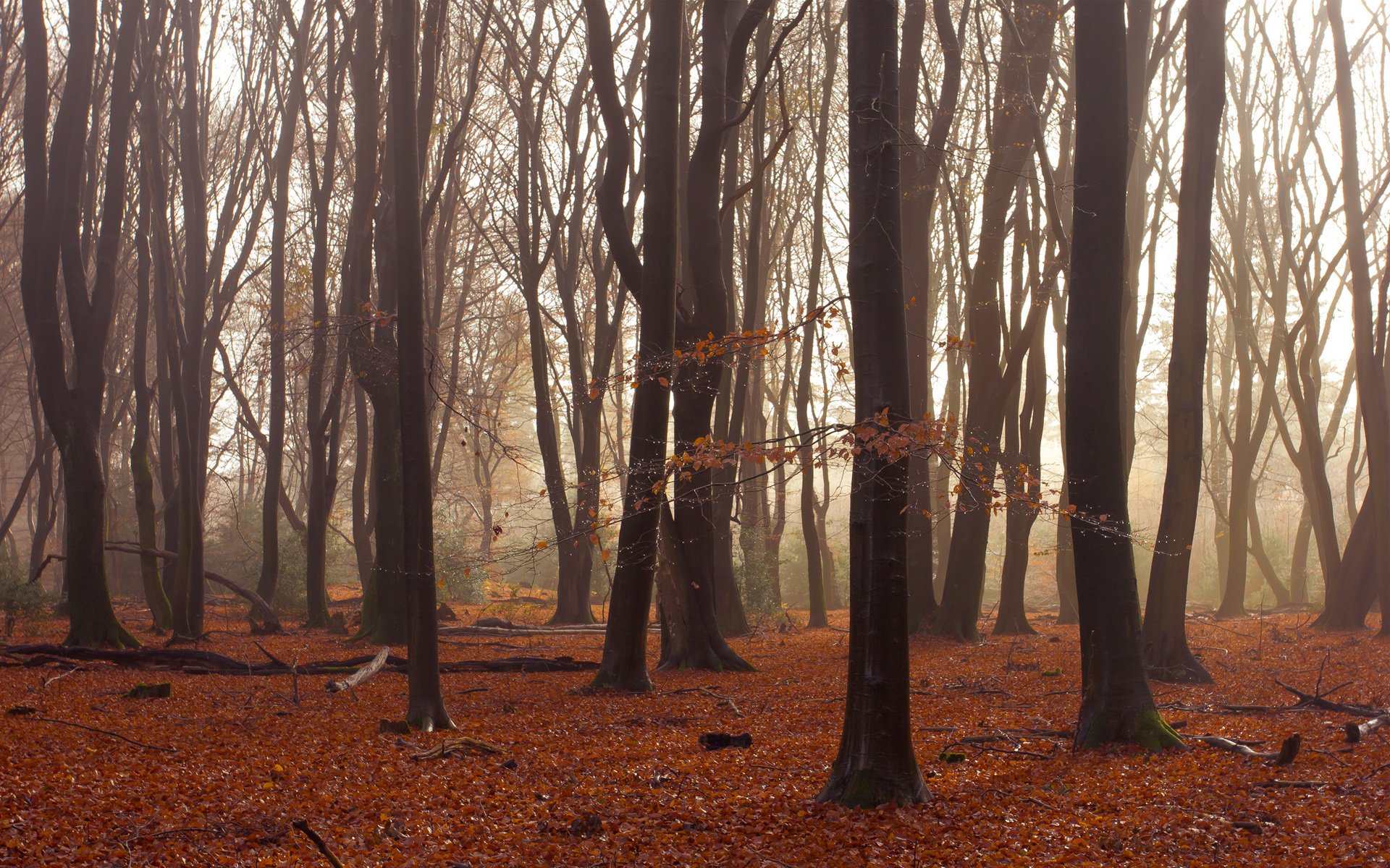 деревья лес осень листья