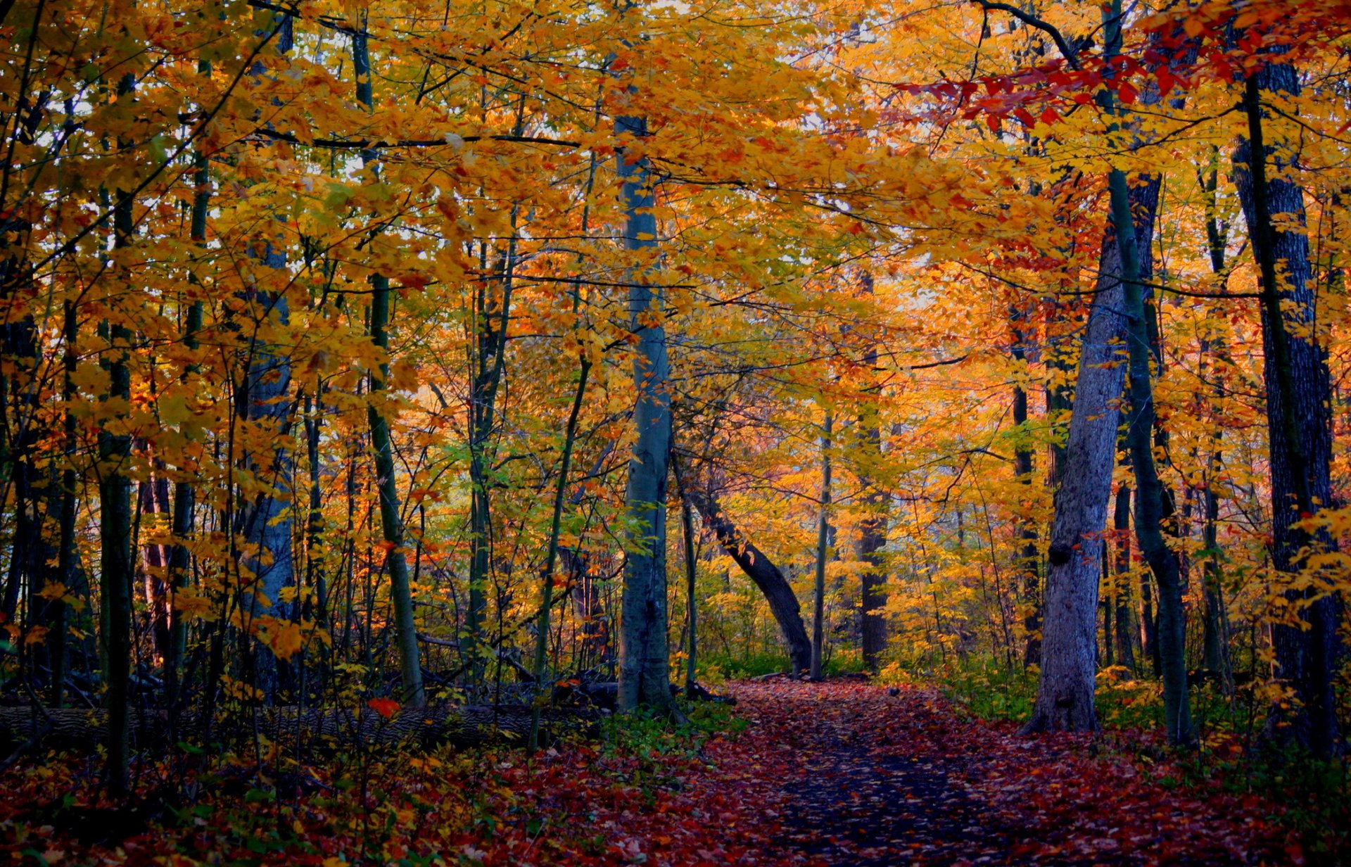 осень лес деревья тропа природа фото