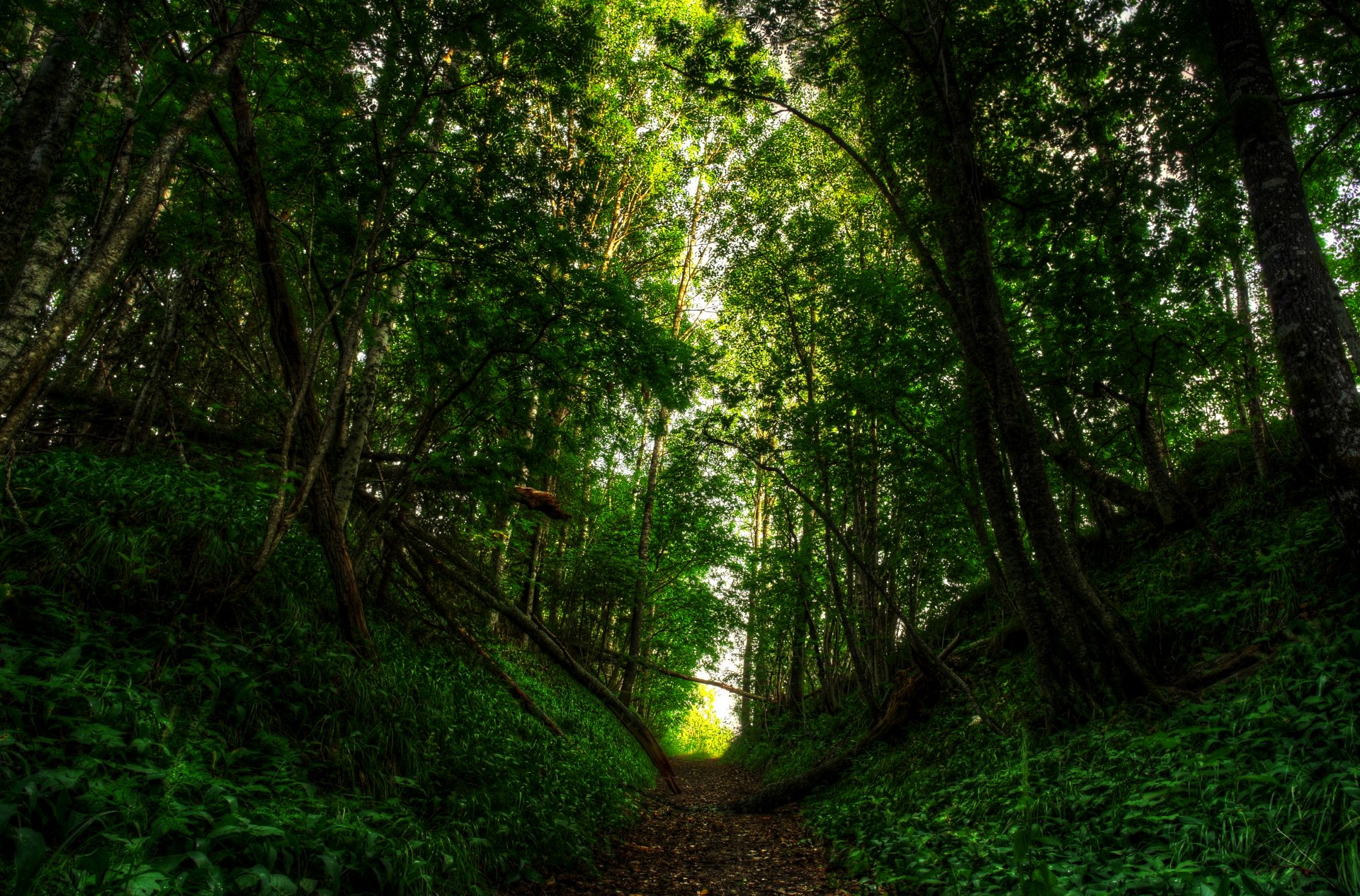 природа дорога лес свет