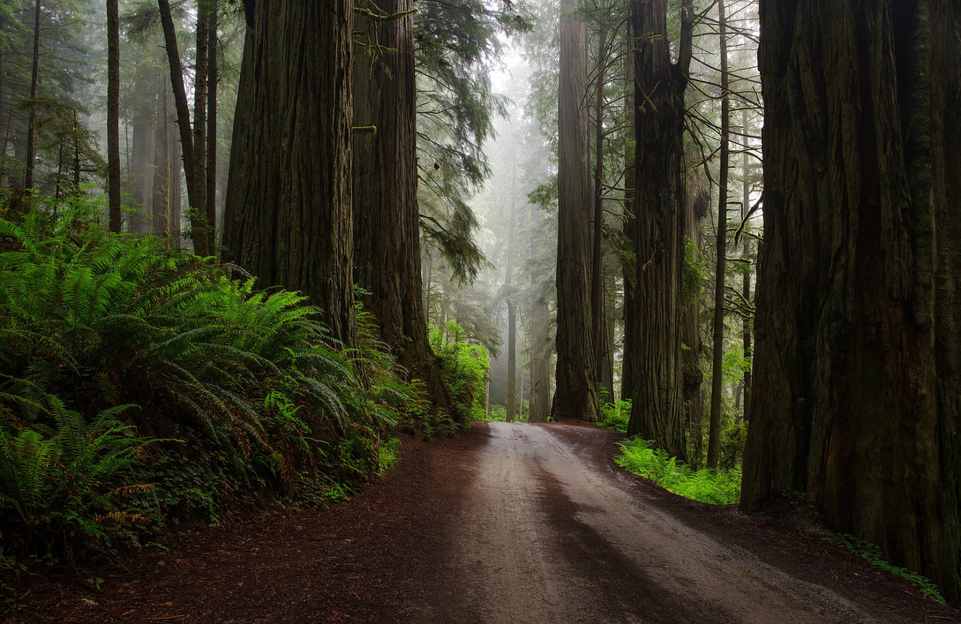 Redwood - обои.