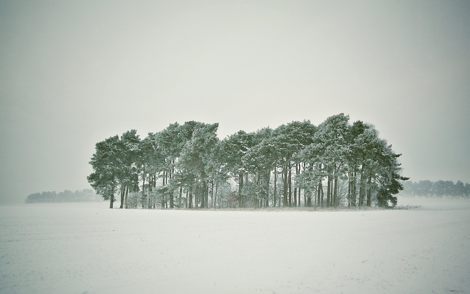 зима снег деревья лес метель заснежено