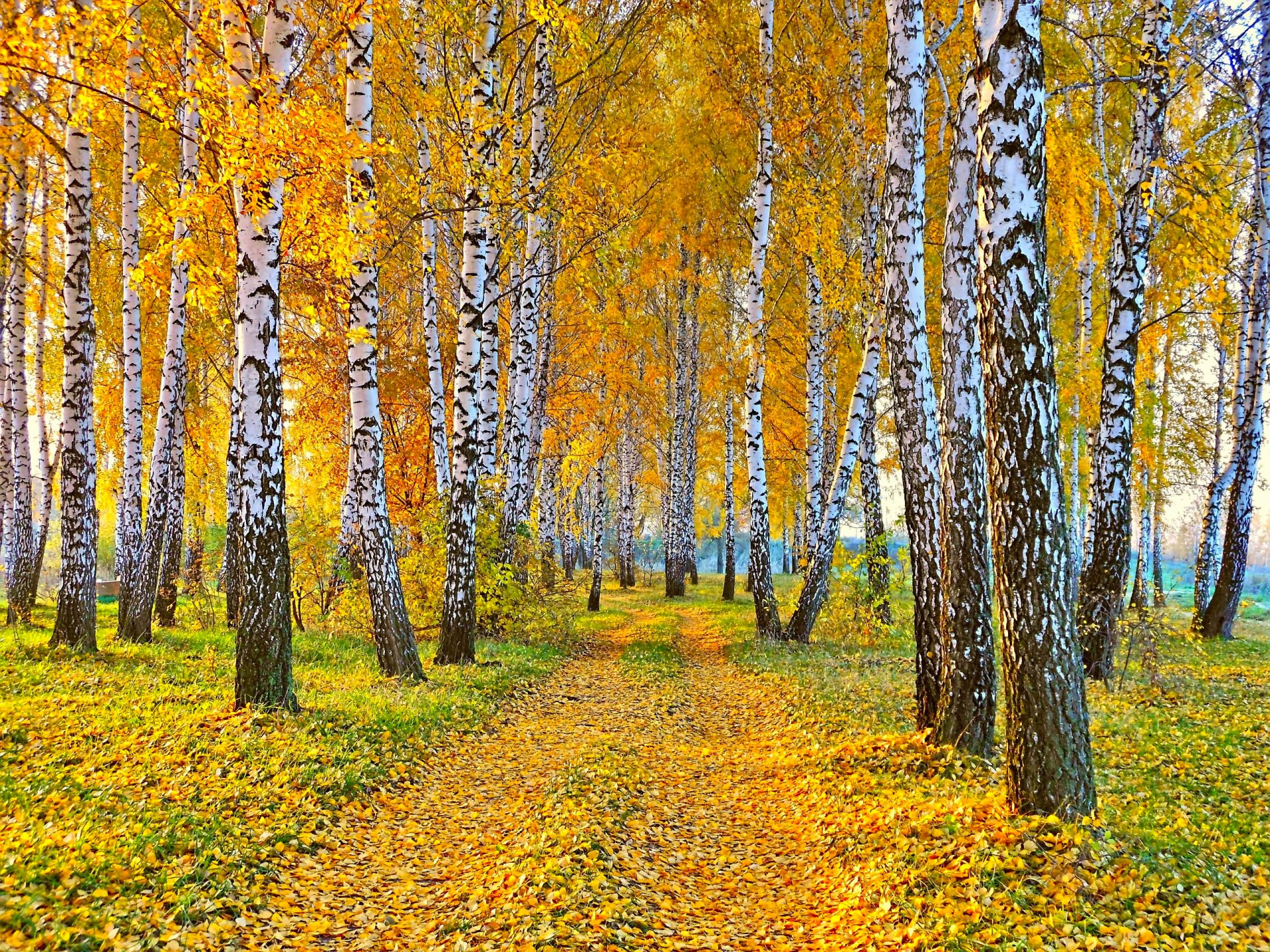 природа пейзаж осень дорога желтые листья березы