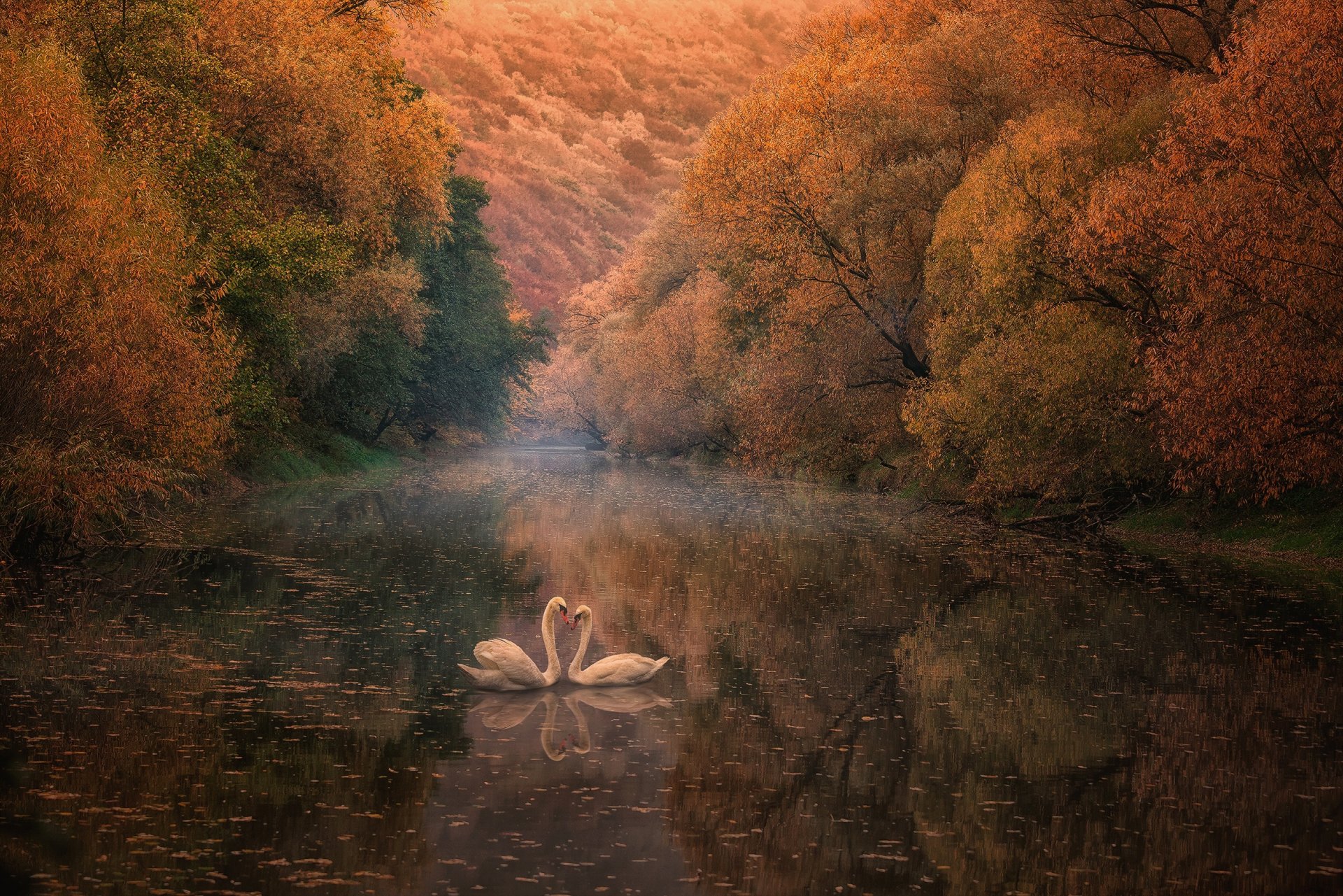 река осень лебеди отражение