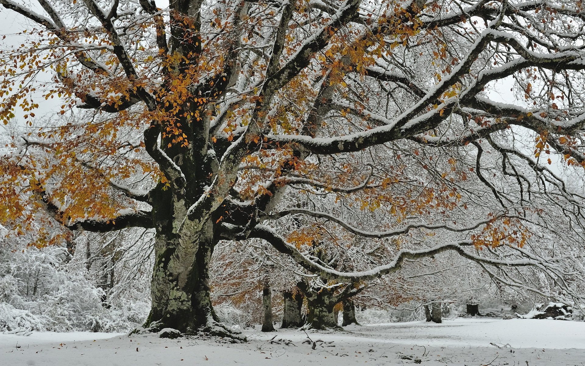 Как выглядит дерево зимой. Клён заледенелый. Клен дерево зимой. Платан дерево зимой. Дуб зимой.