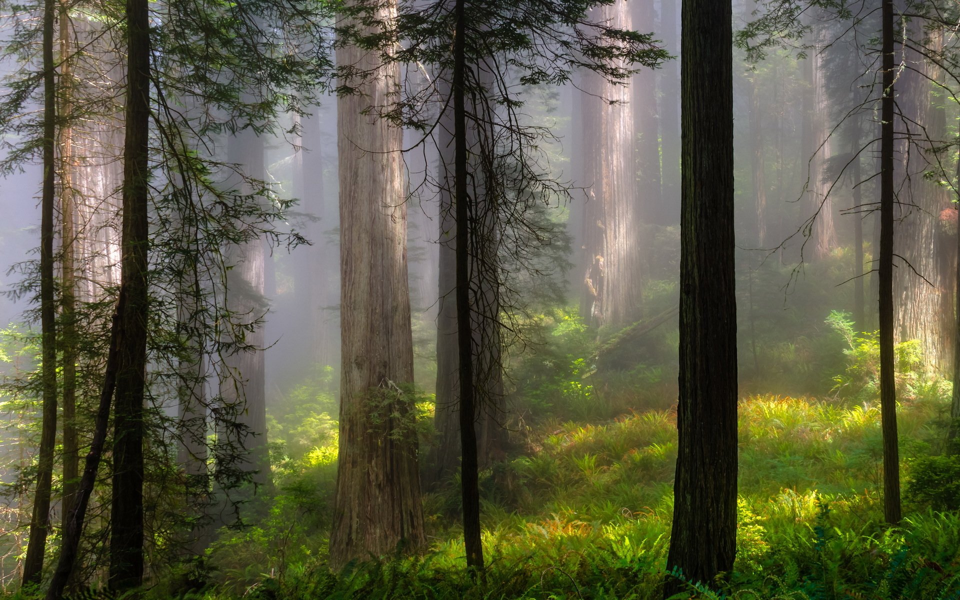 природа деревья туман без смс