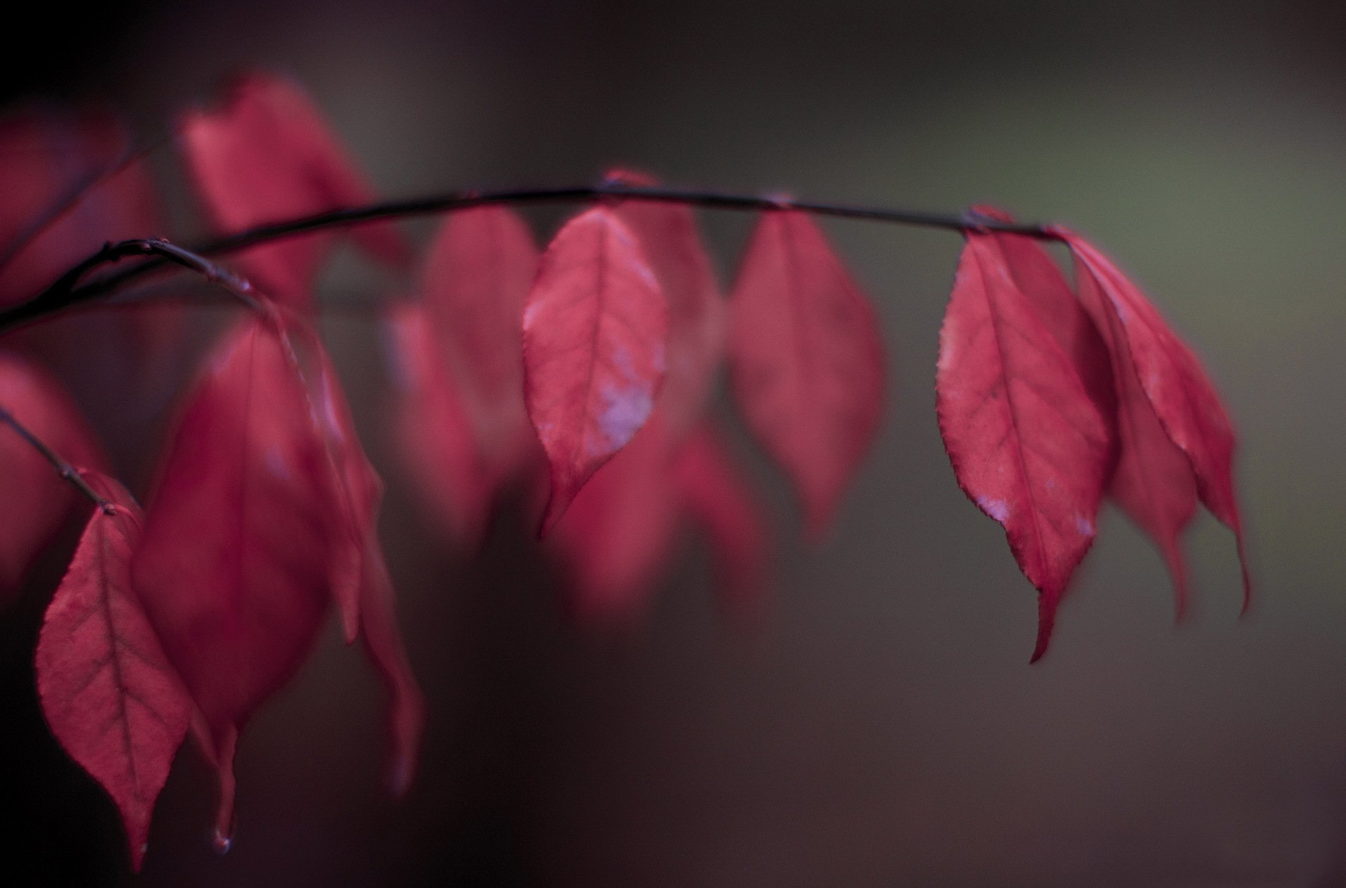 природа деревья листья красные роса скачать