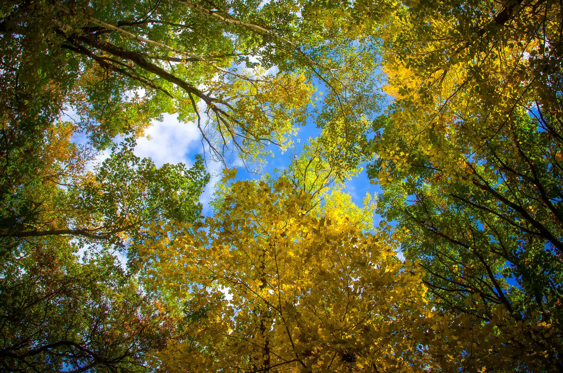 деревья осень небо листья загрузить