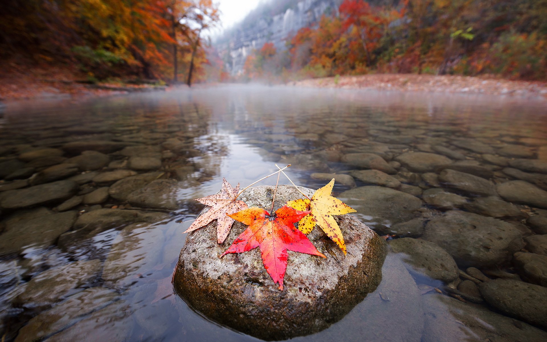 Мокрые листья на камне в реке скачать