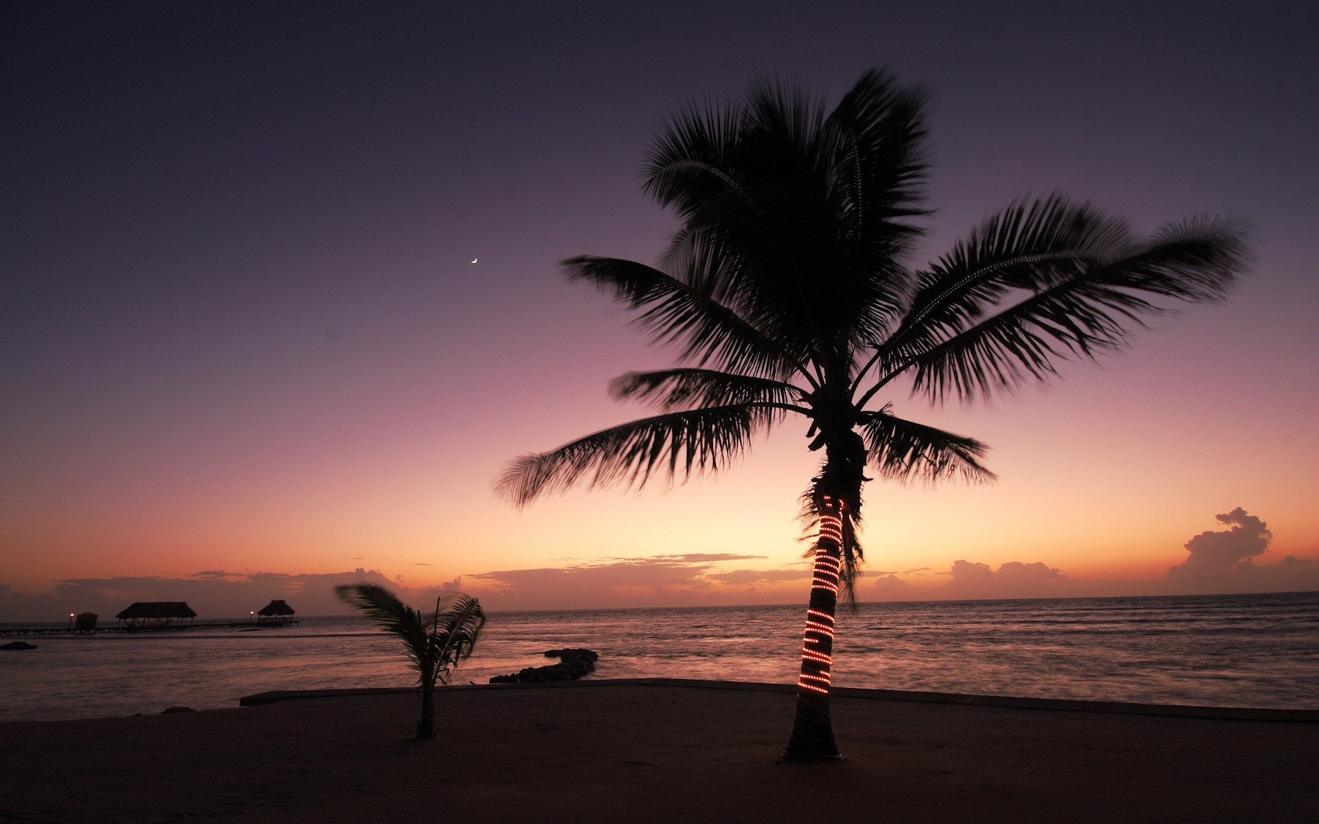 берег пальмы shore palm trees бесплатно