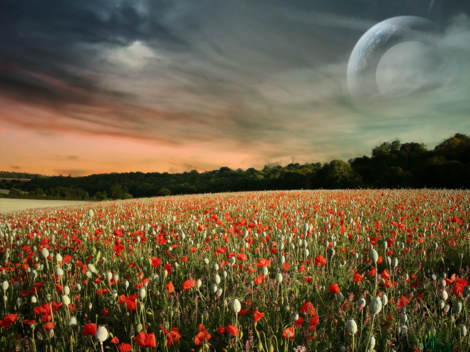закат поле красные цветы небо облака бесплатно