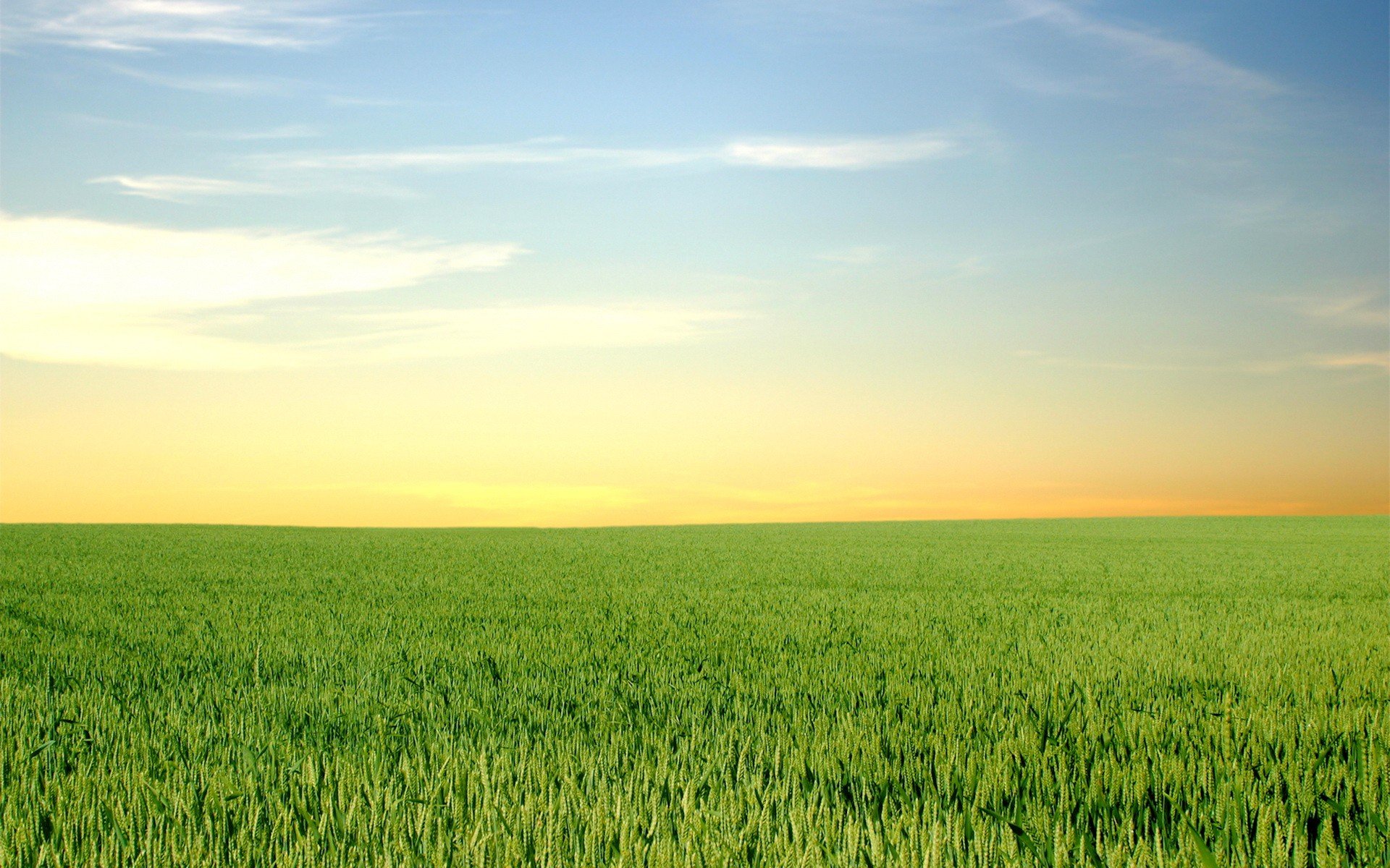 природа поле солнце небо облака деревья пшеница трава загрузить