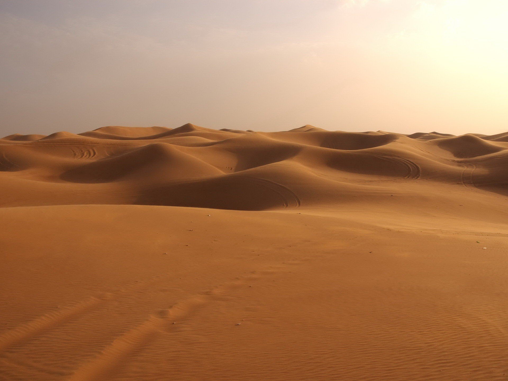 Пустыня дюны барханы песок пальма бесплатно