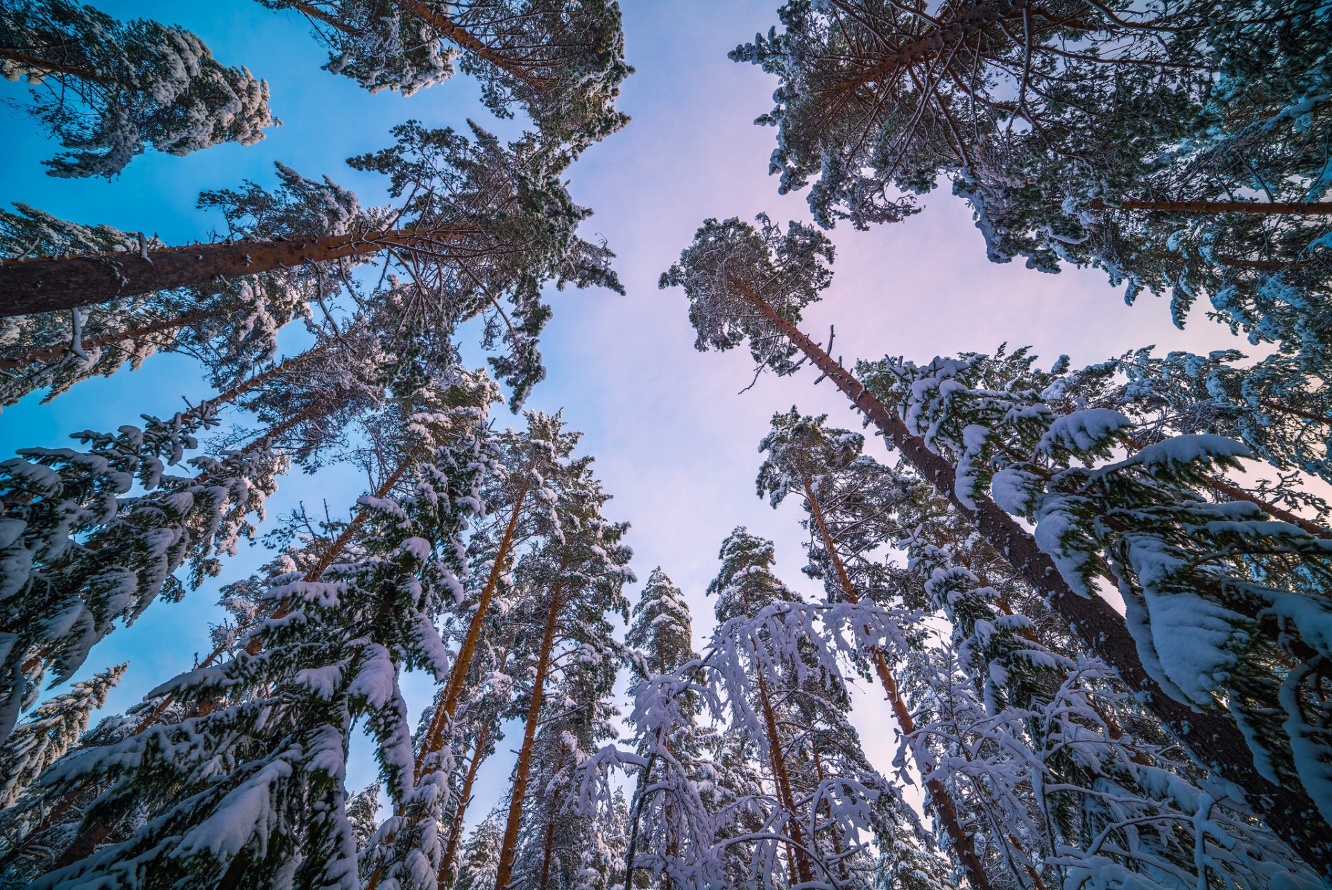 Сосна Зимой Фото