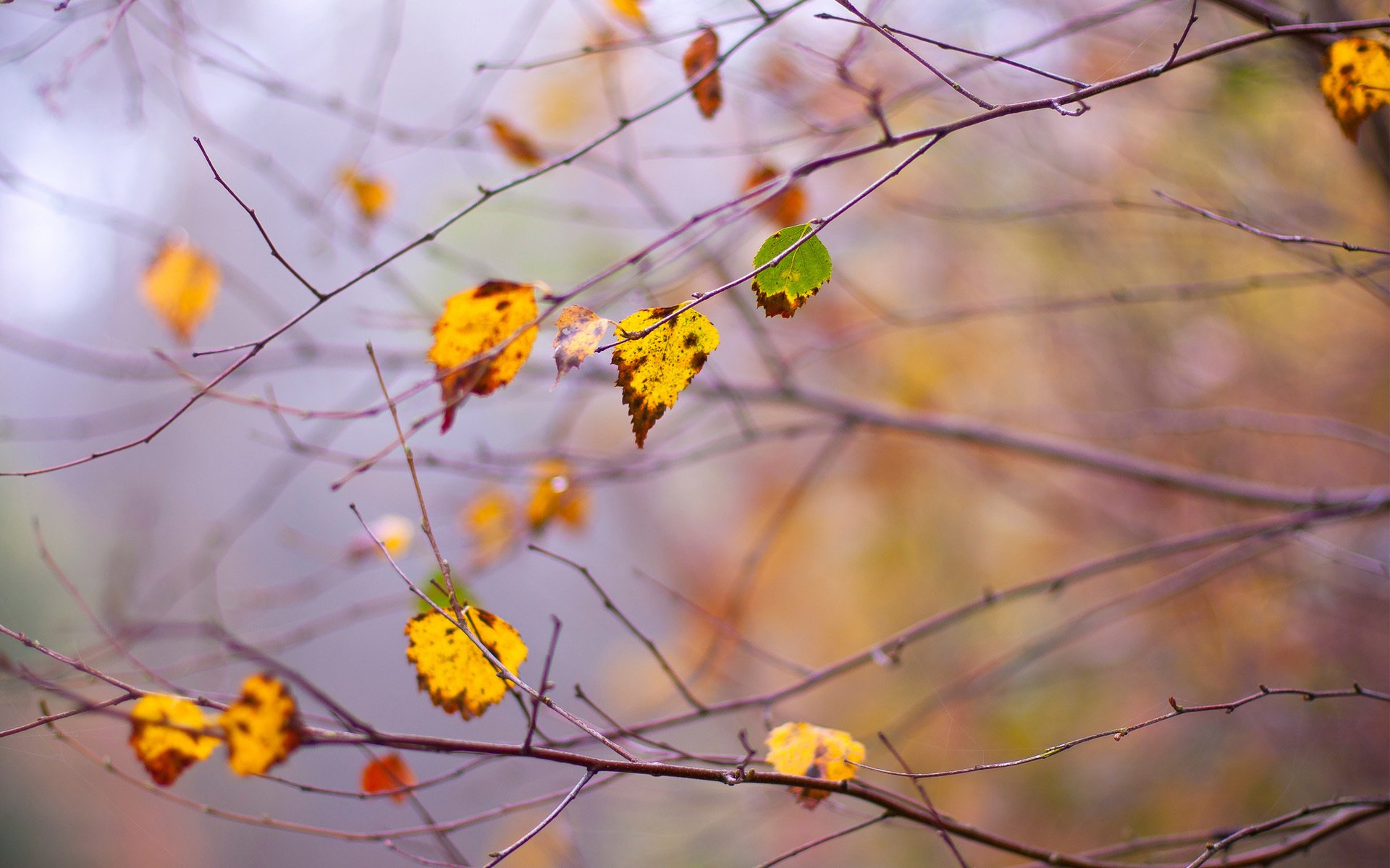осень ветки ветви листья дерво
