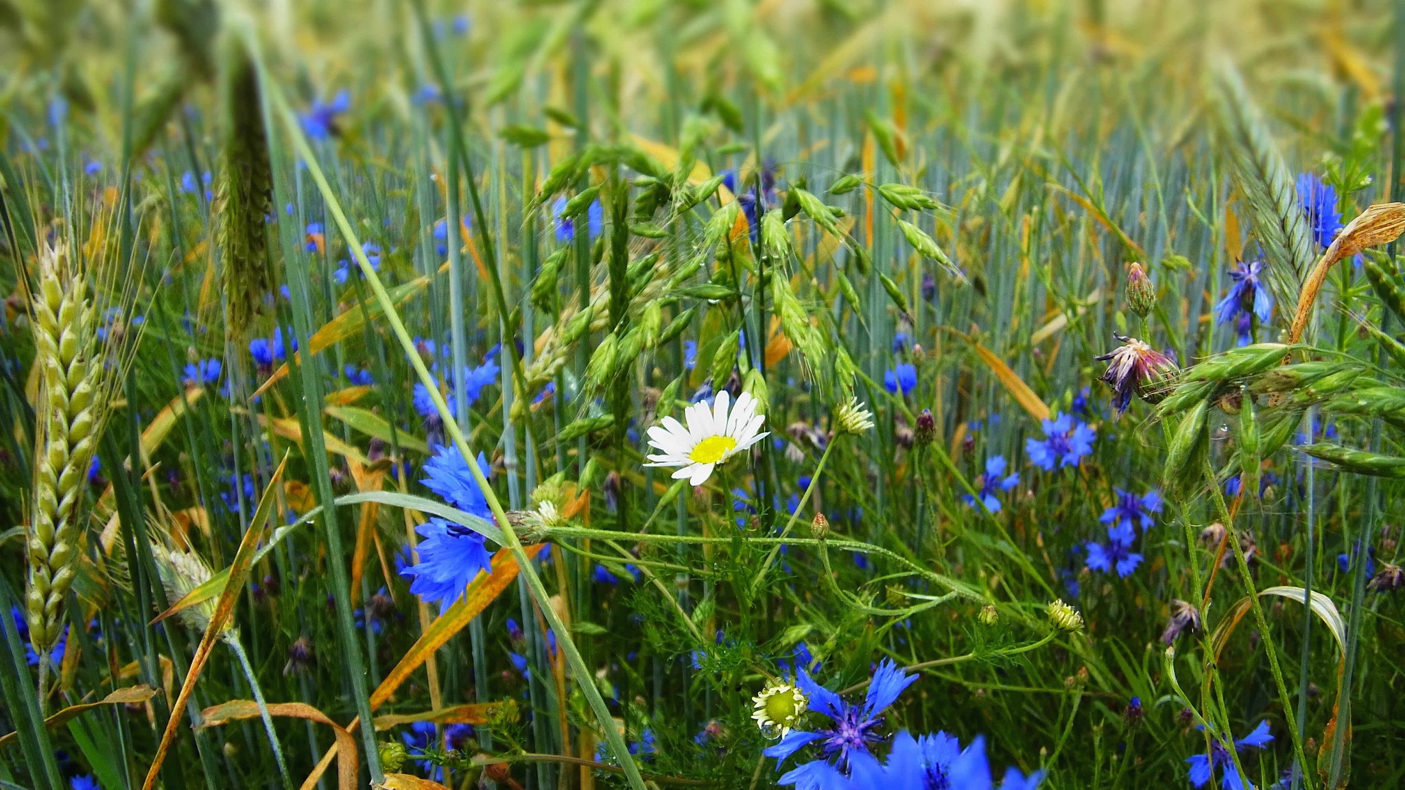 природа цветы синие трава скачать