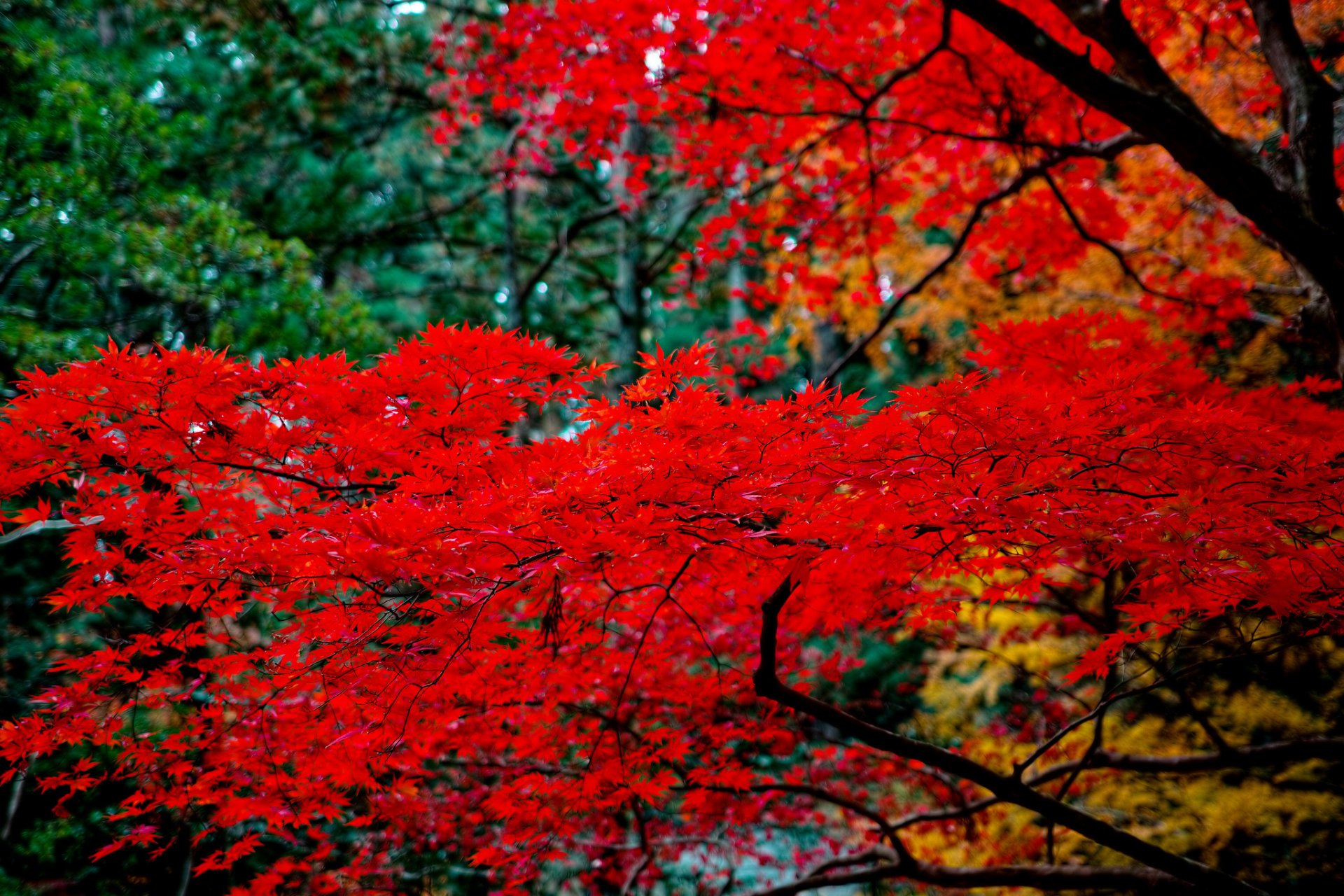 дерево японское красное загрузить