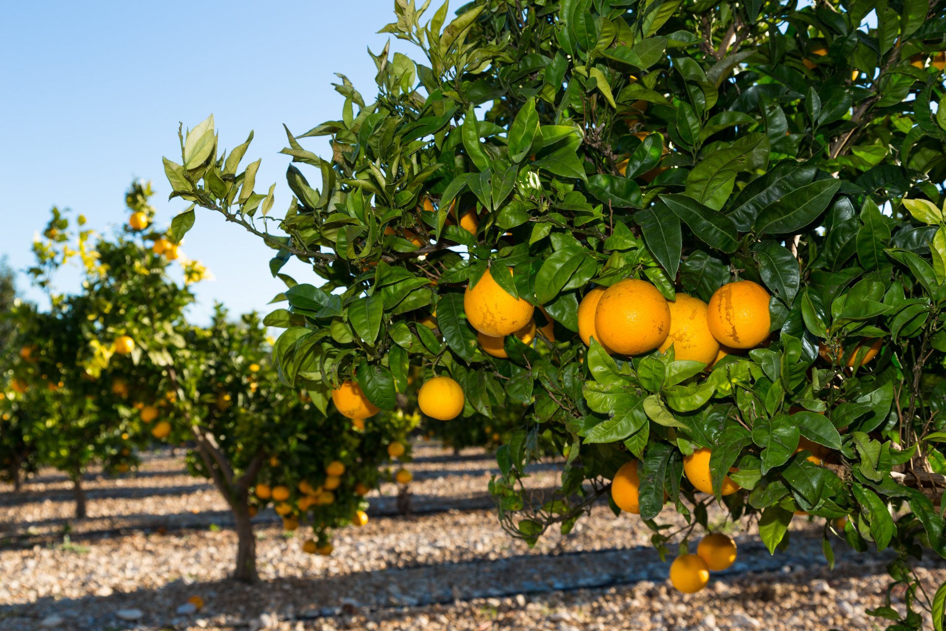 Урожайность апельсинов. Померанец дерево. Цитрусовые деревья (Citrus). Цитрус (Citrus) – лимон дерево. Марокко мандарины плантации.