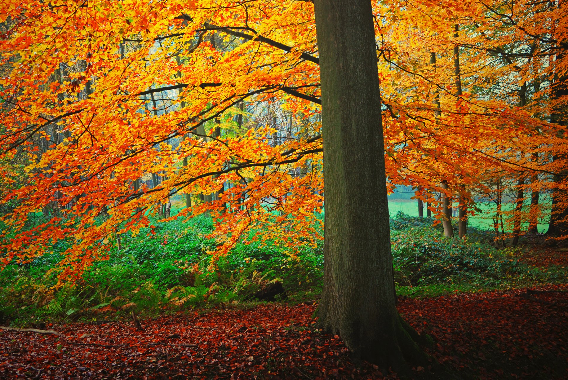 Обои для телефона лес дерево кусты листья осень