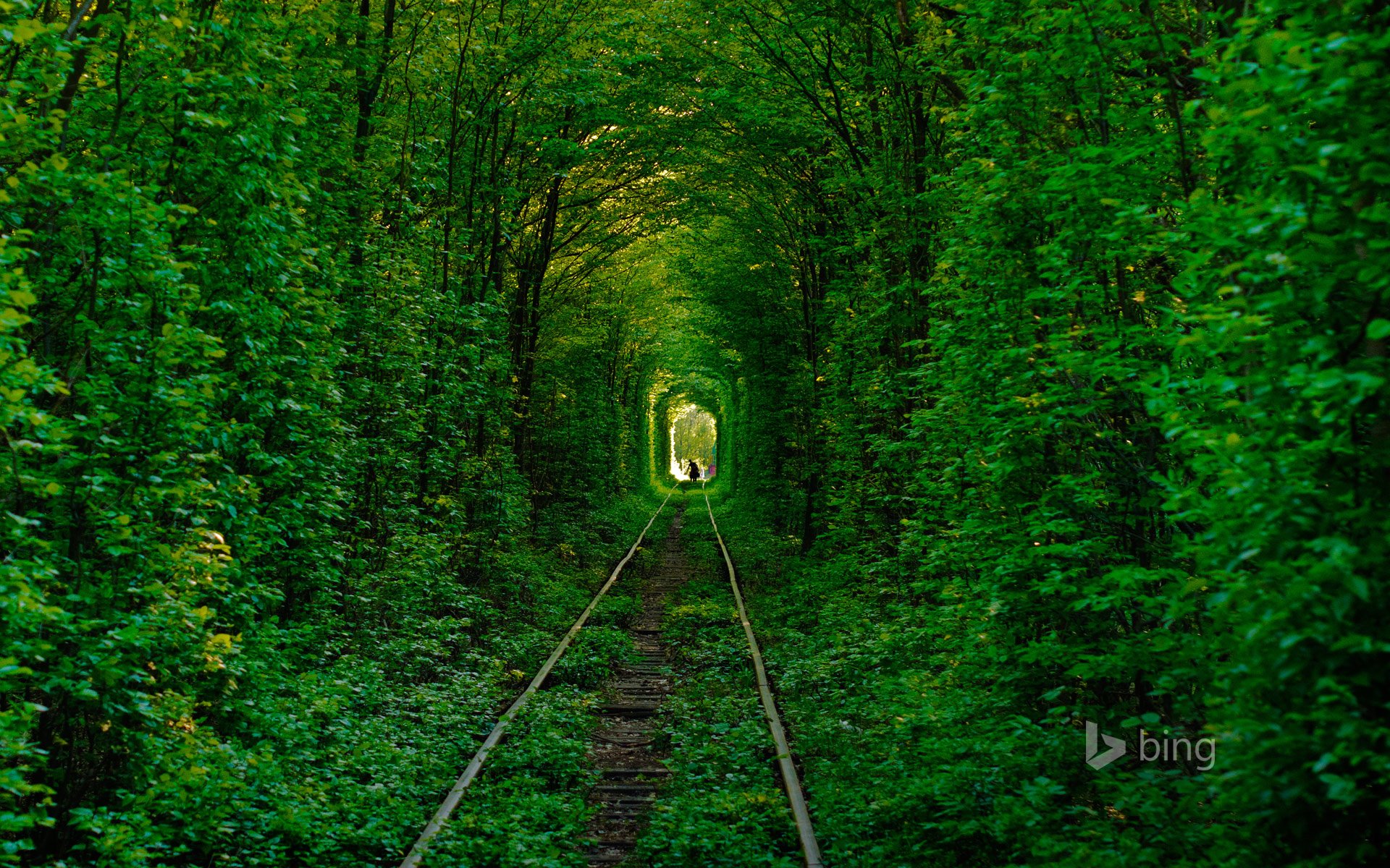 Железная дорога через зеленый лес без смс