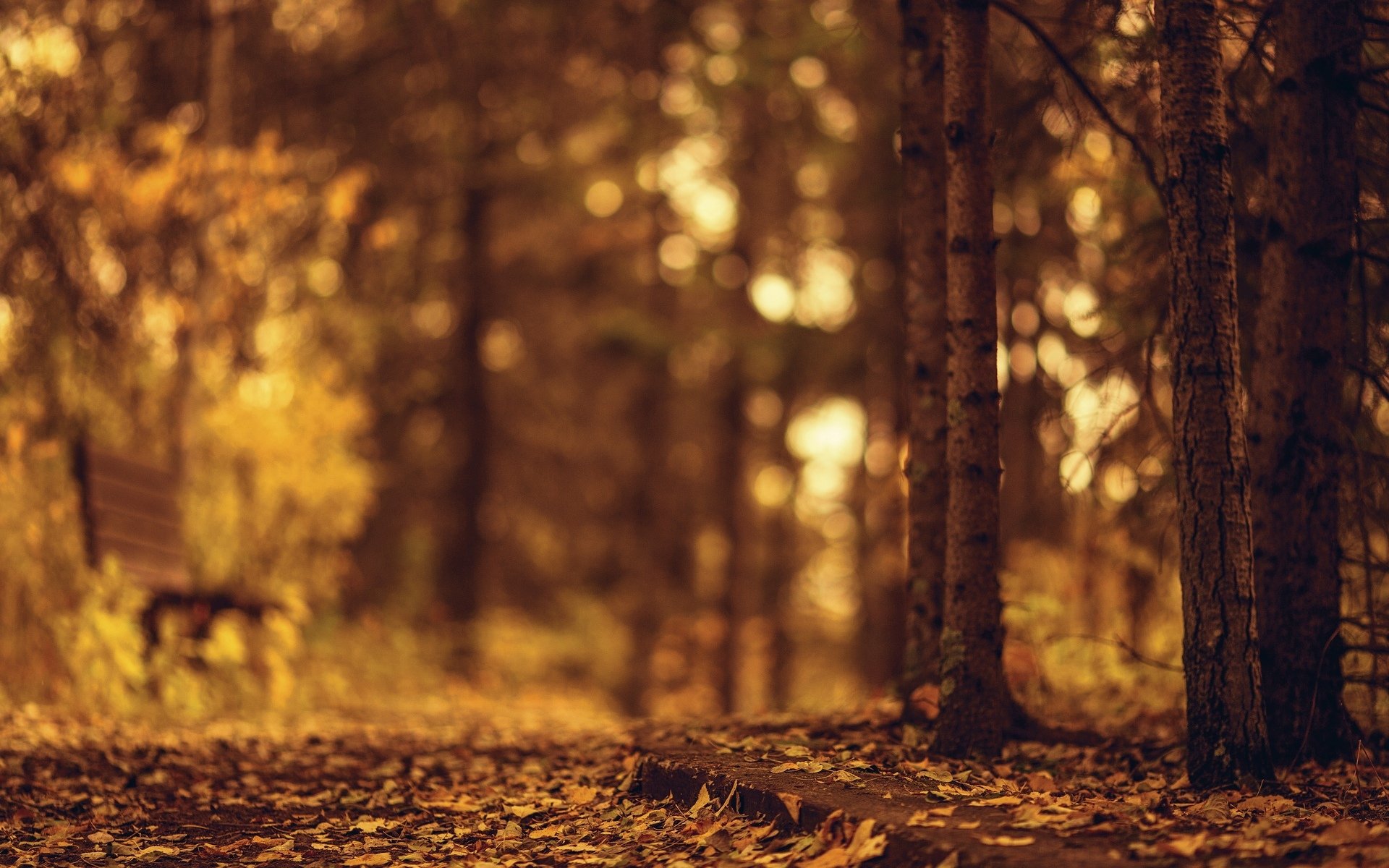 Осень лавочка лучи тени листья лес скачать