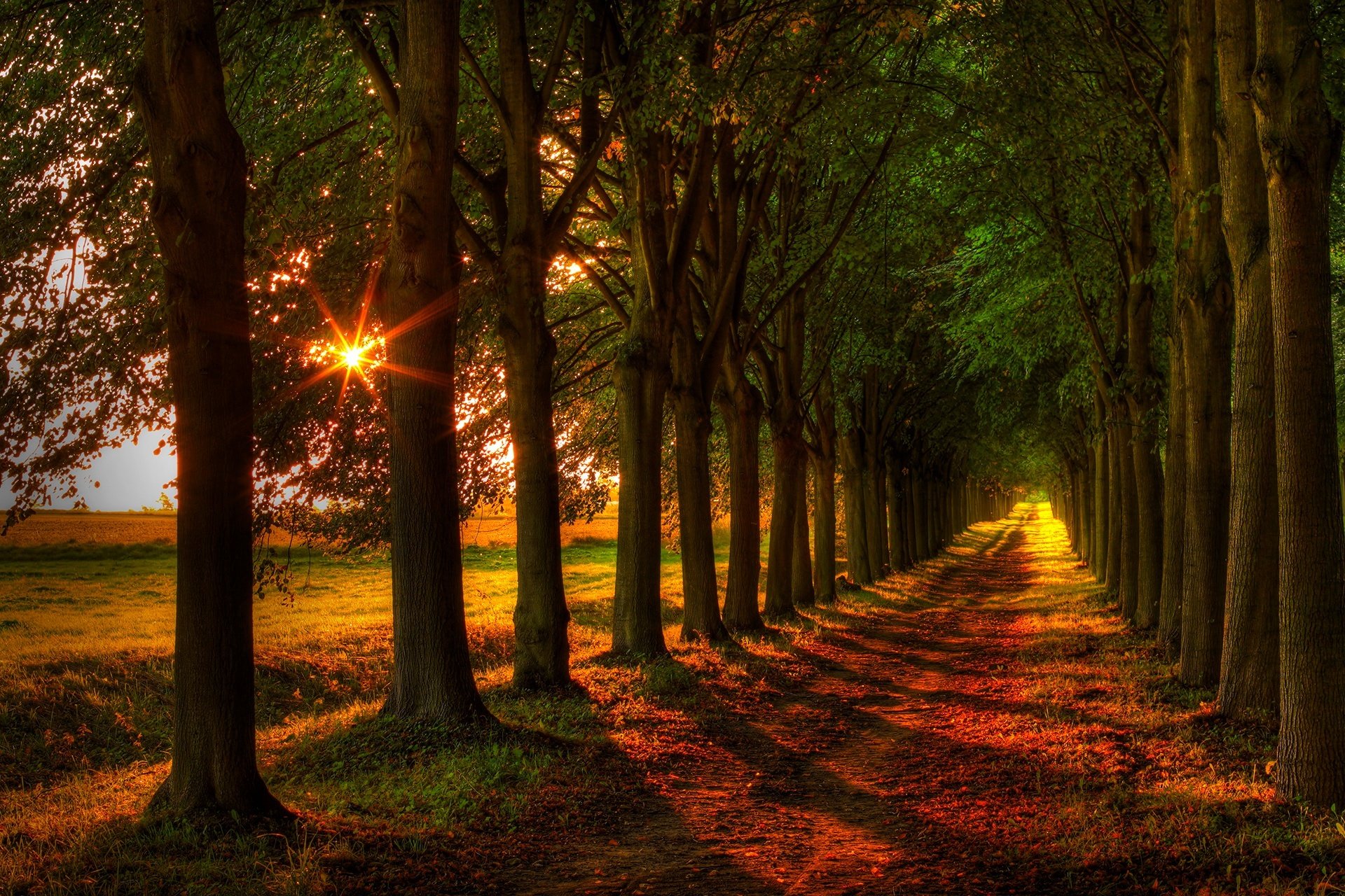 осень дорога деревья закат бесплатно