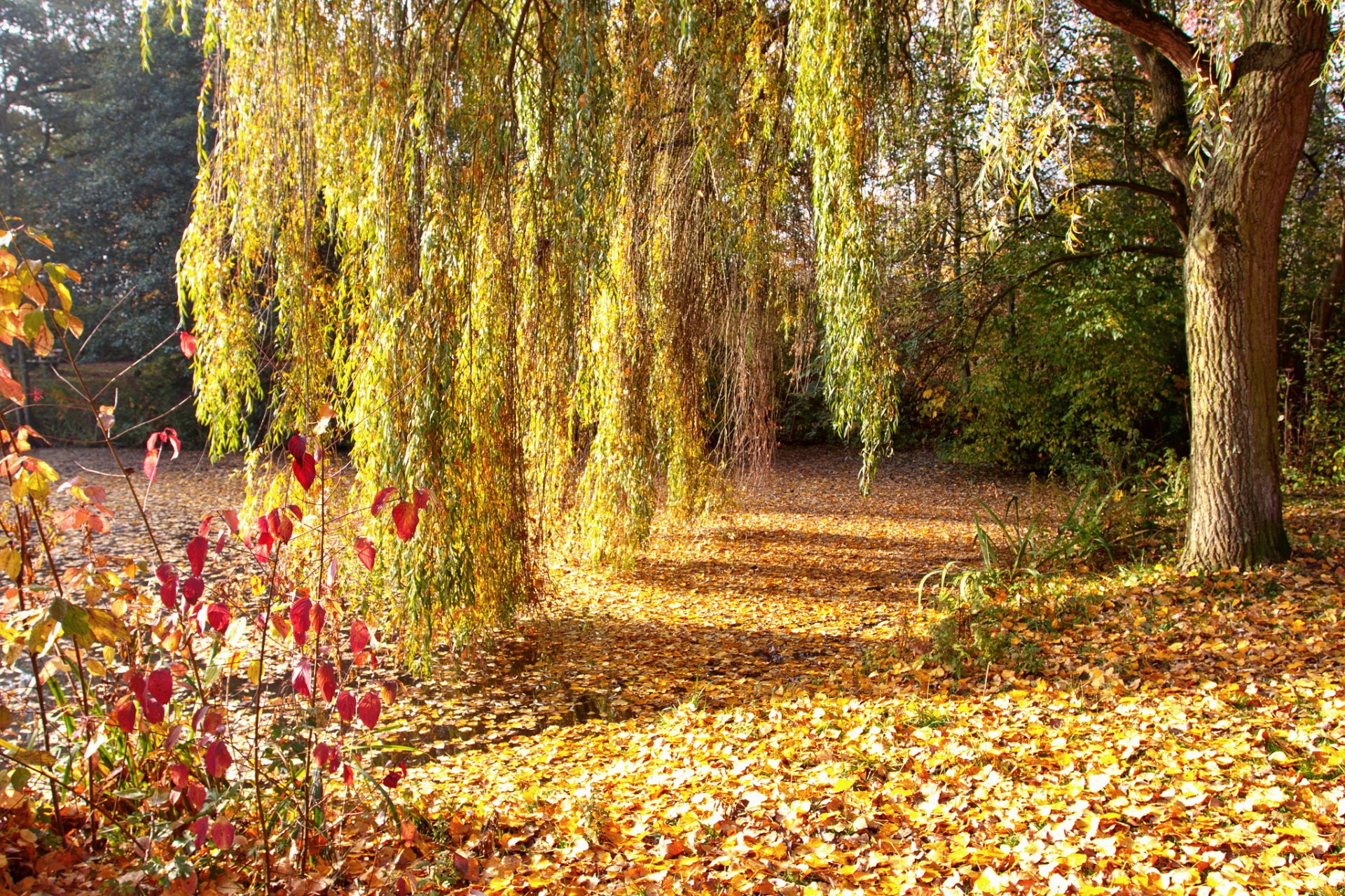 Осень парк листва