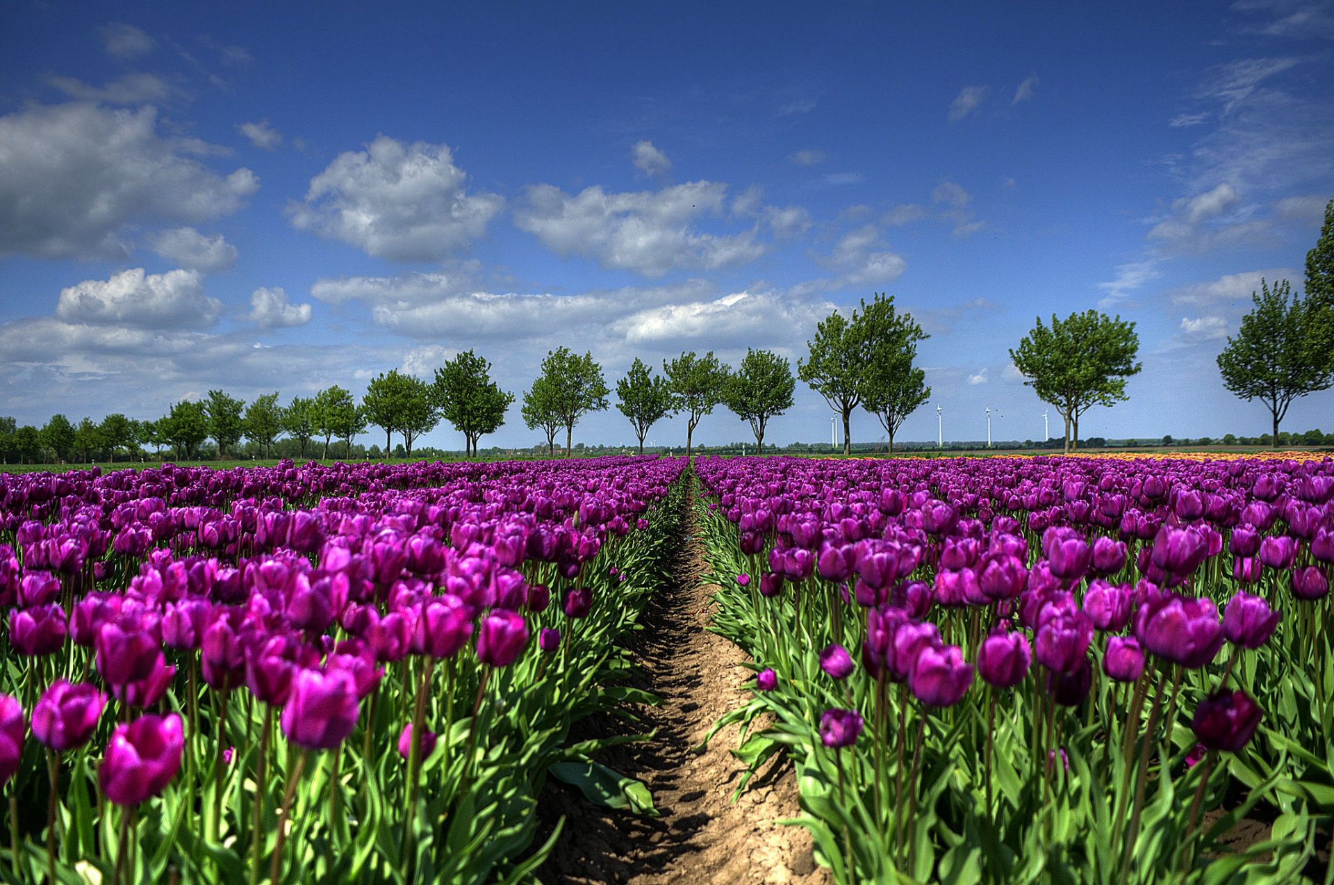 поляна цветы тюльпаны небо деревья бесплатно