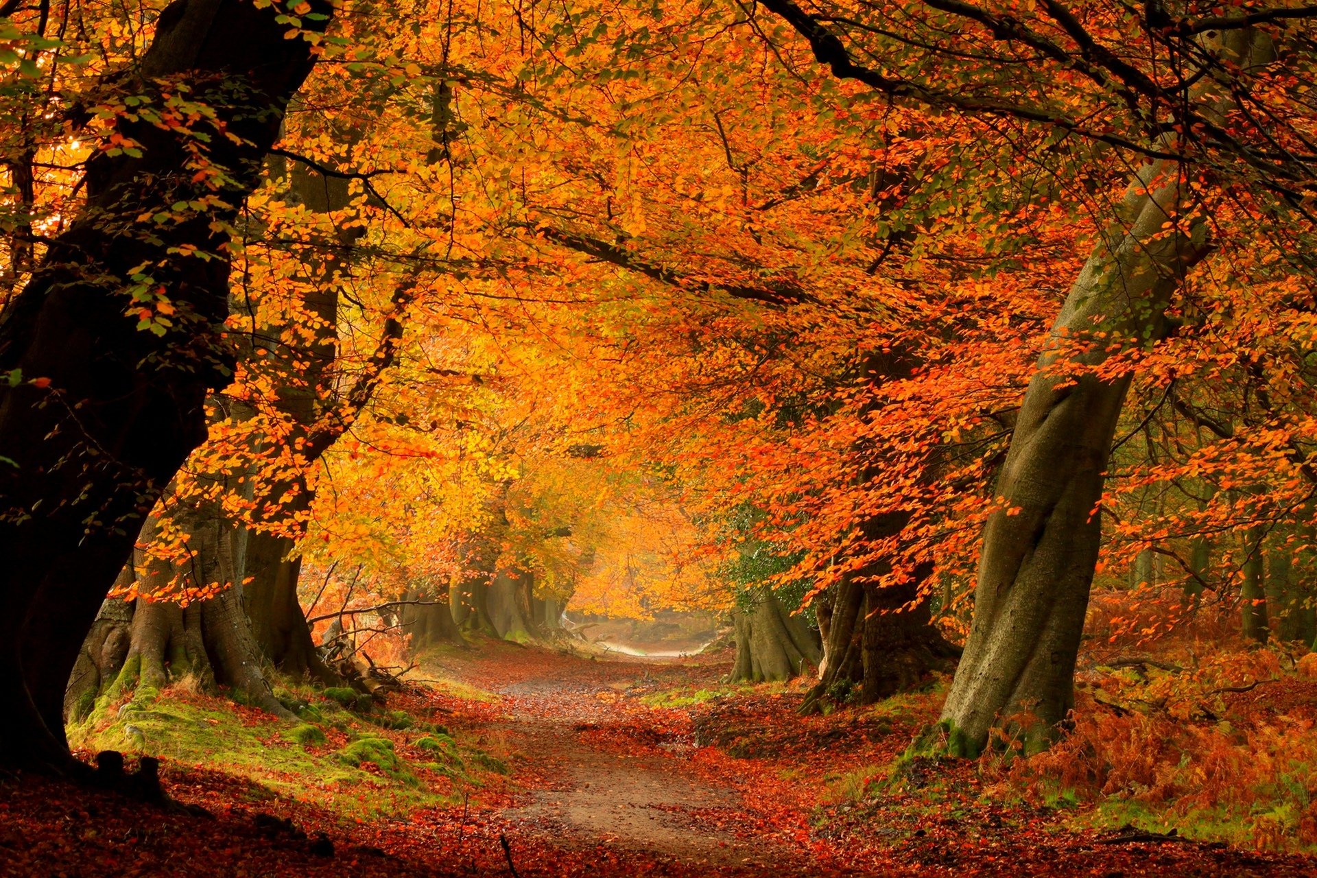 природа лес деревья осень загрузить