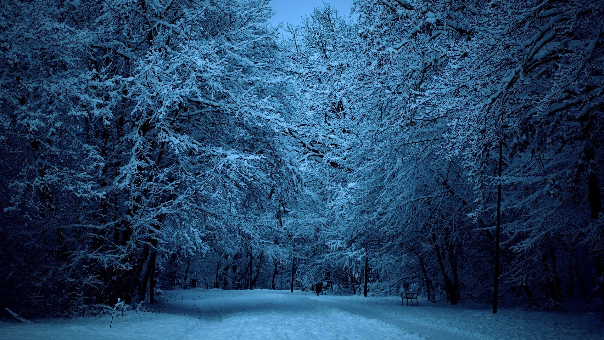 Дорога в зимнем парке ночью Обои на рабочий стол.