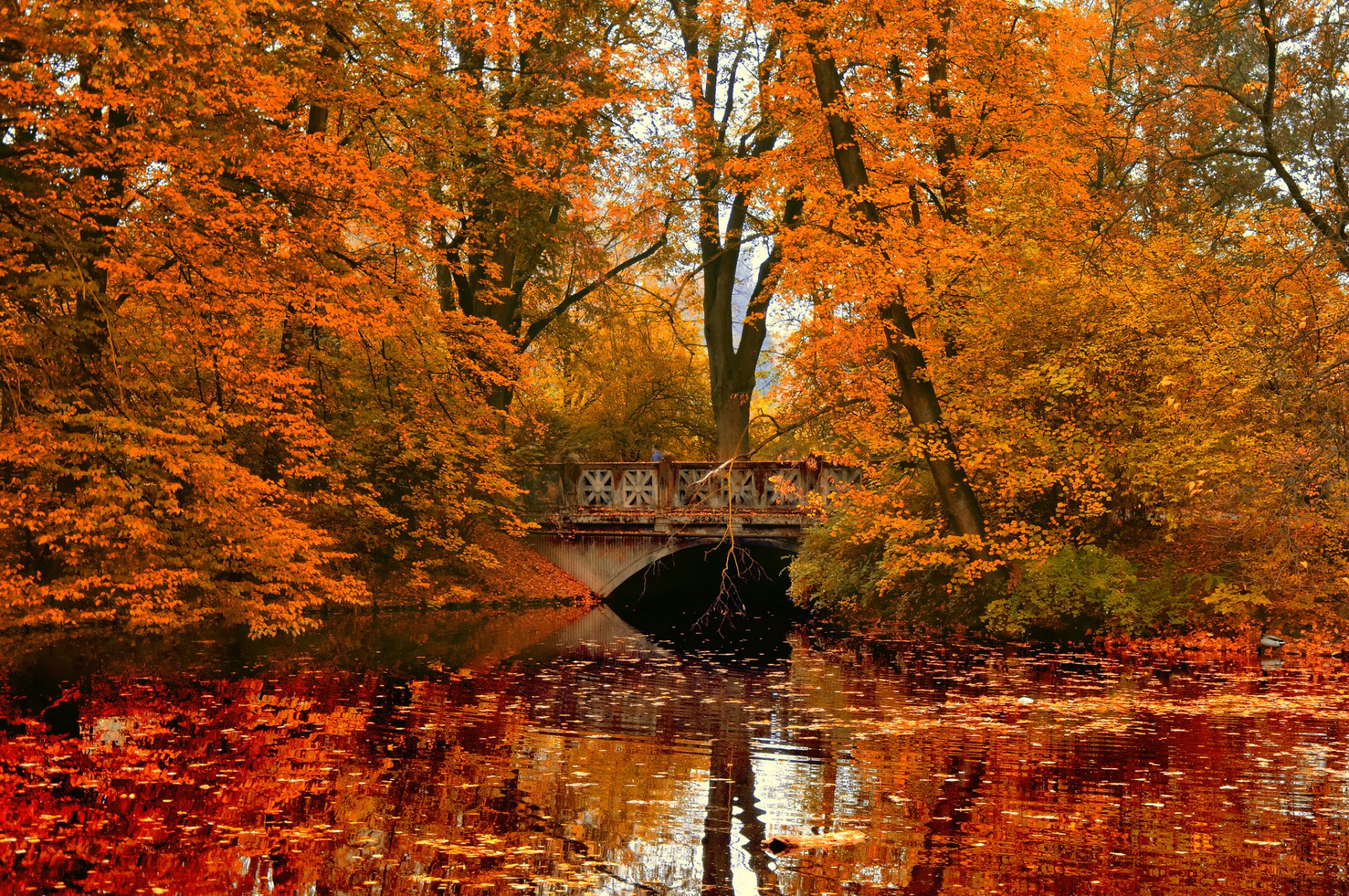 осень лес мост листва загрузить