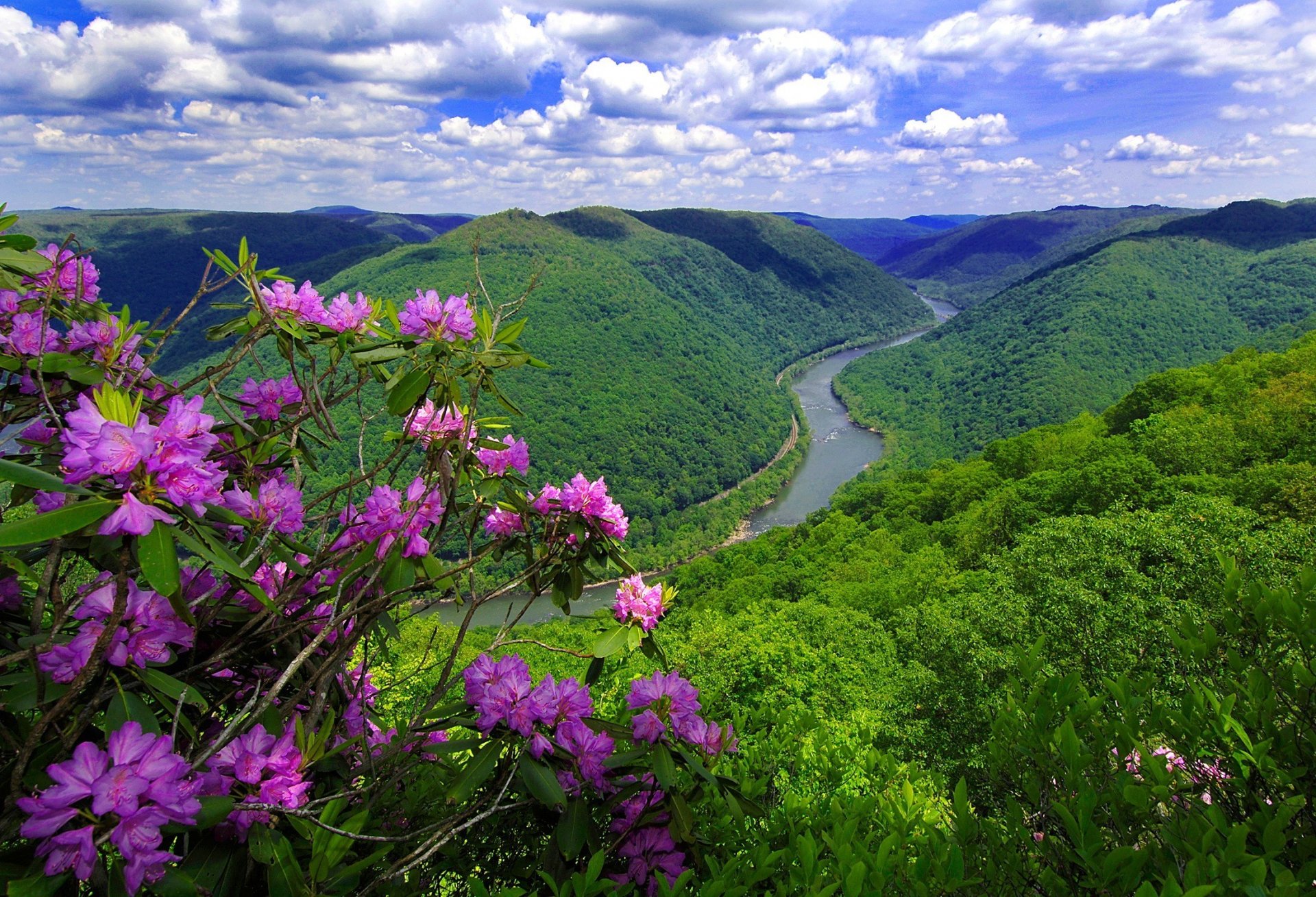 река горы цветы природа